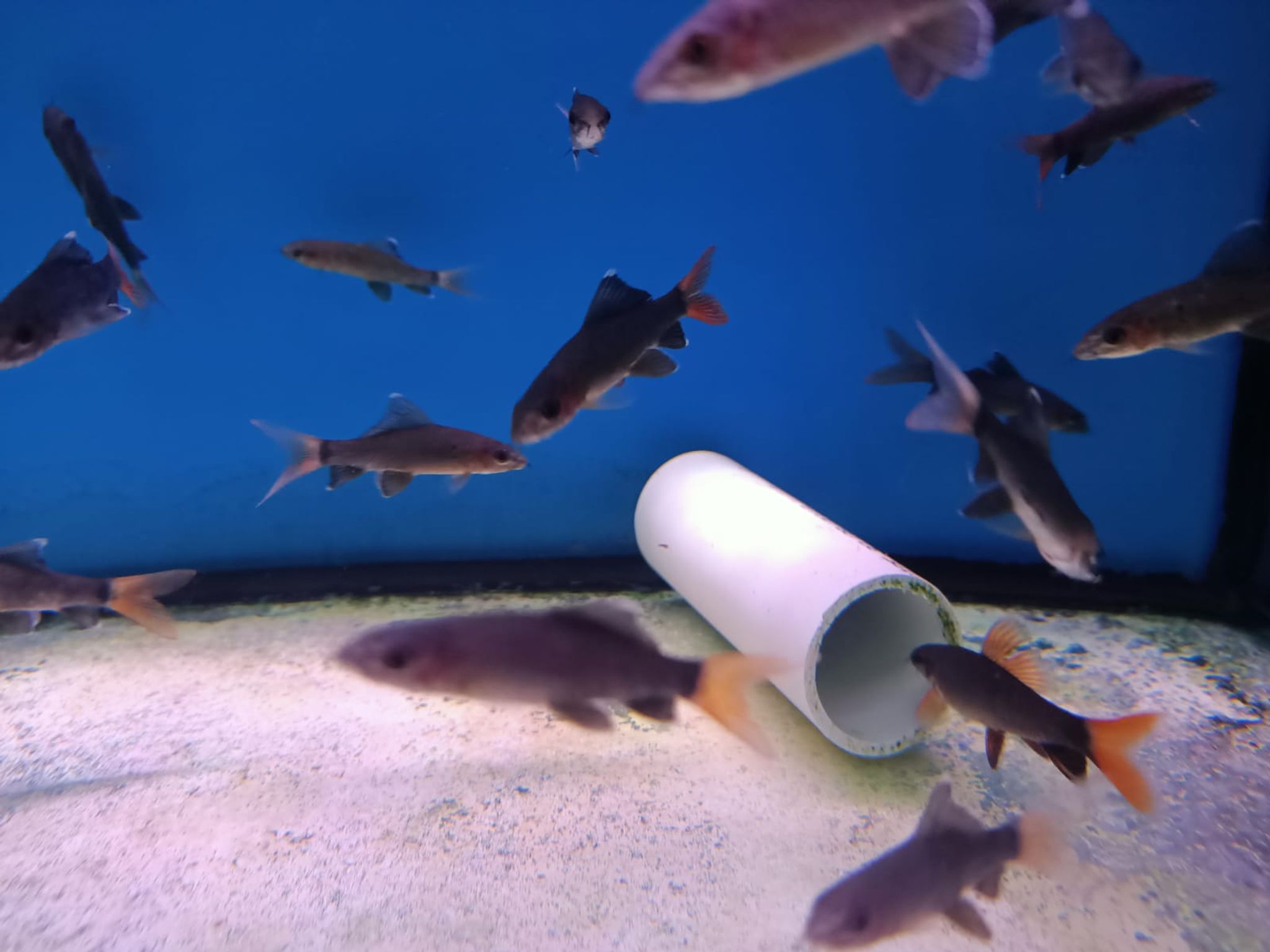 Red Tail Shark ( SH-0032 )