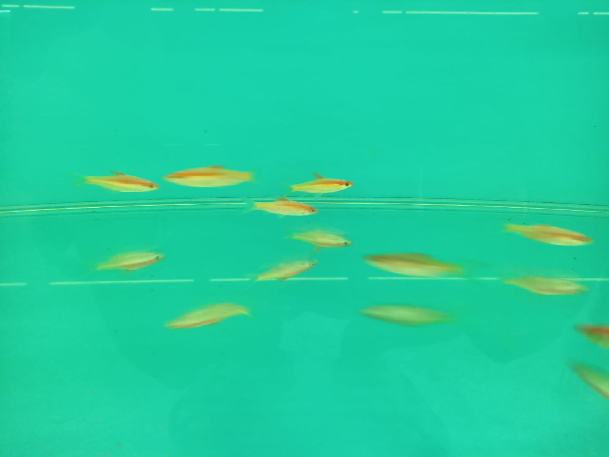 Golden Puntuis Denisonii ( OO-5971 )