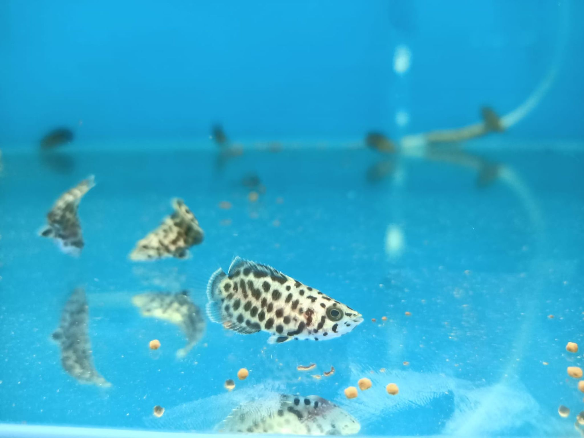 Leopard Ctenopoma ( SF-3321 )