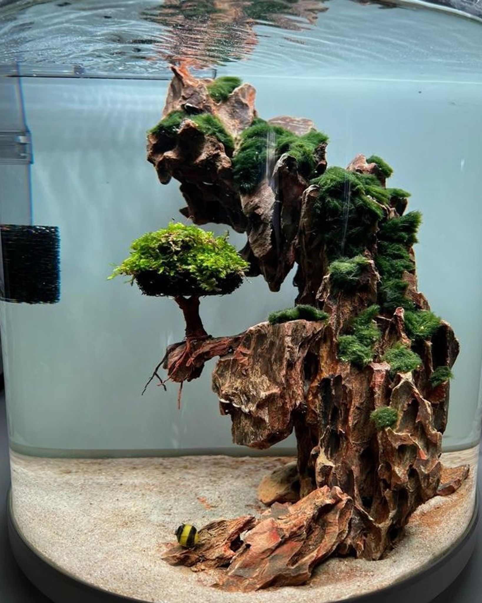 Moss Tree For Aquascape