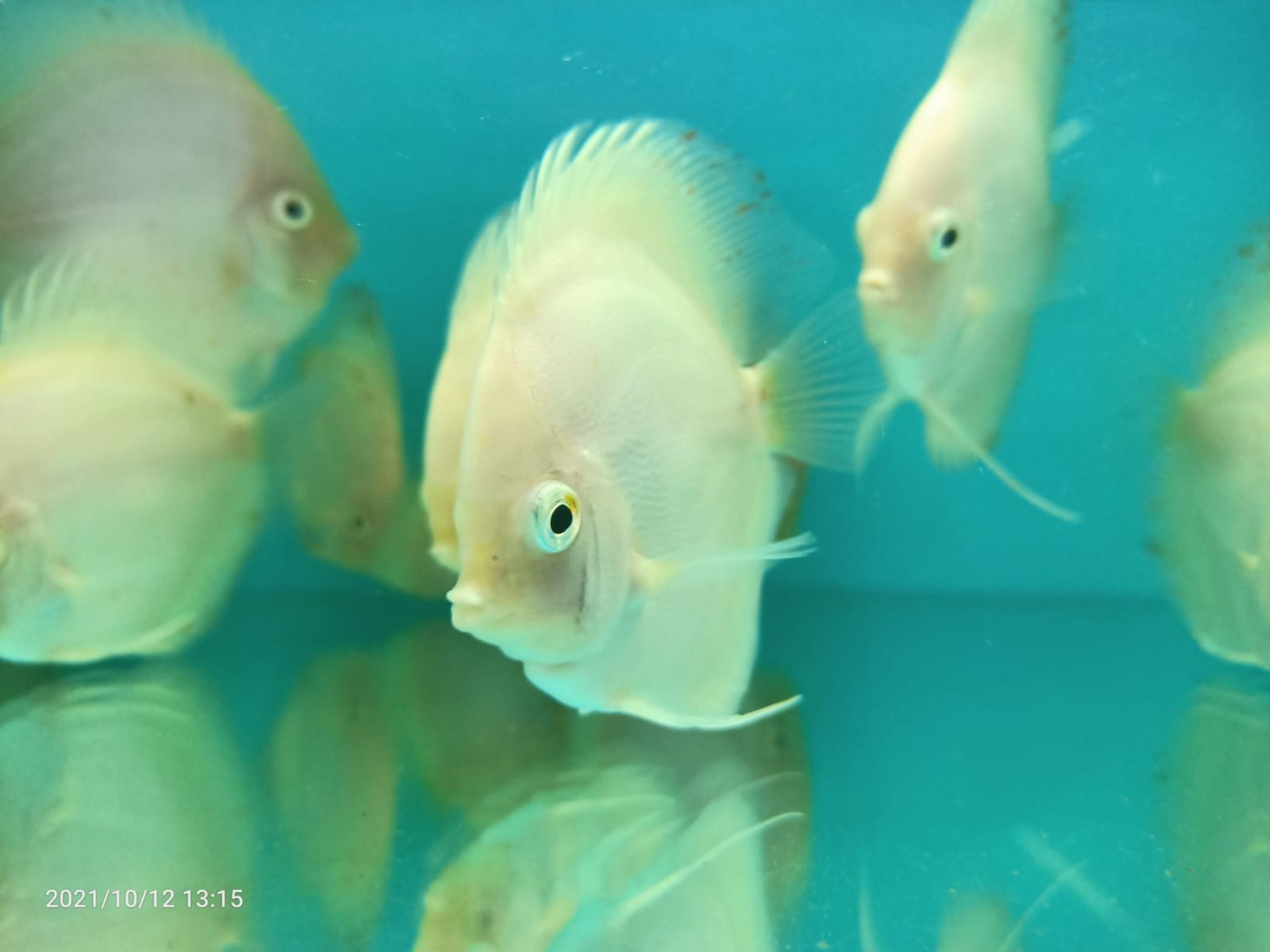 White Discus ( DD-1263 )