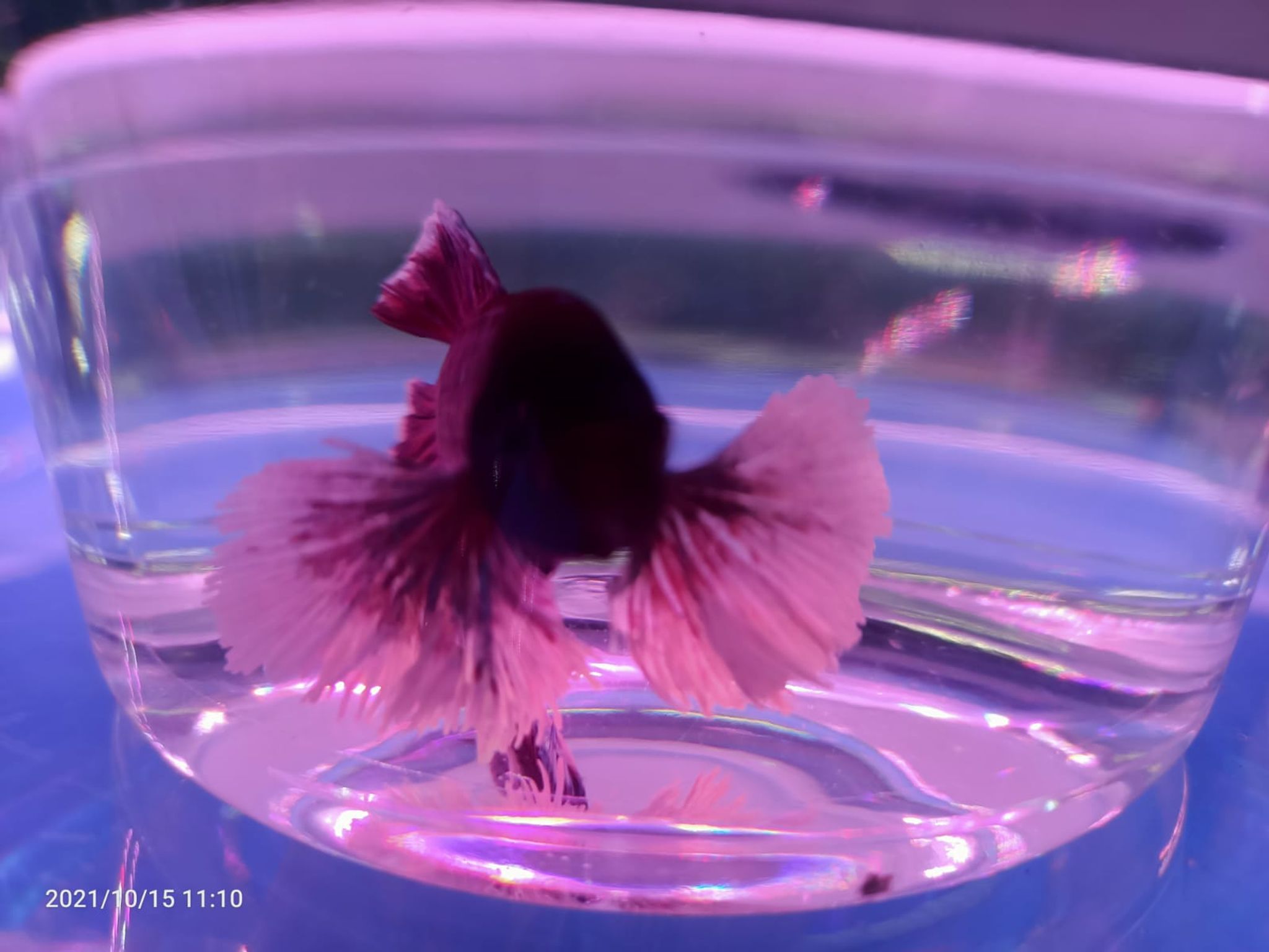 Elephant Ear Betta ( BT-0740 )