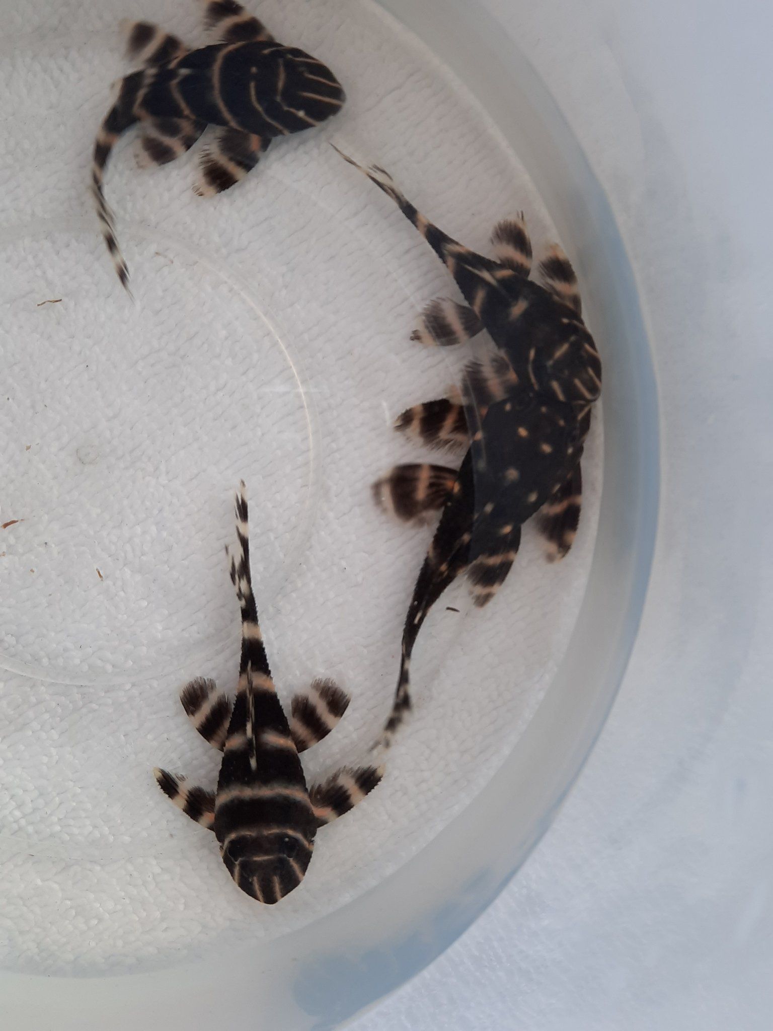 L204 Pleco