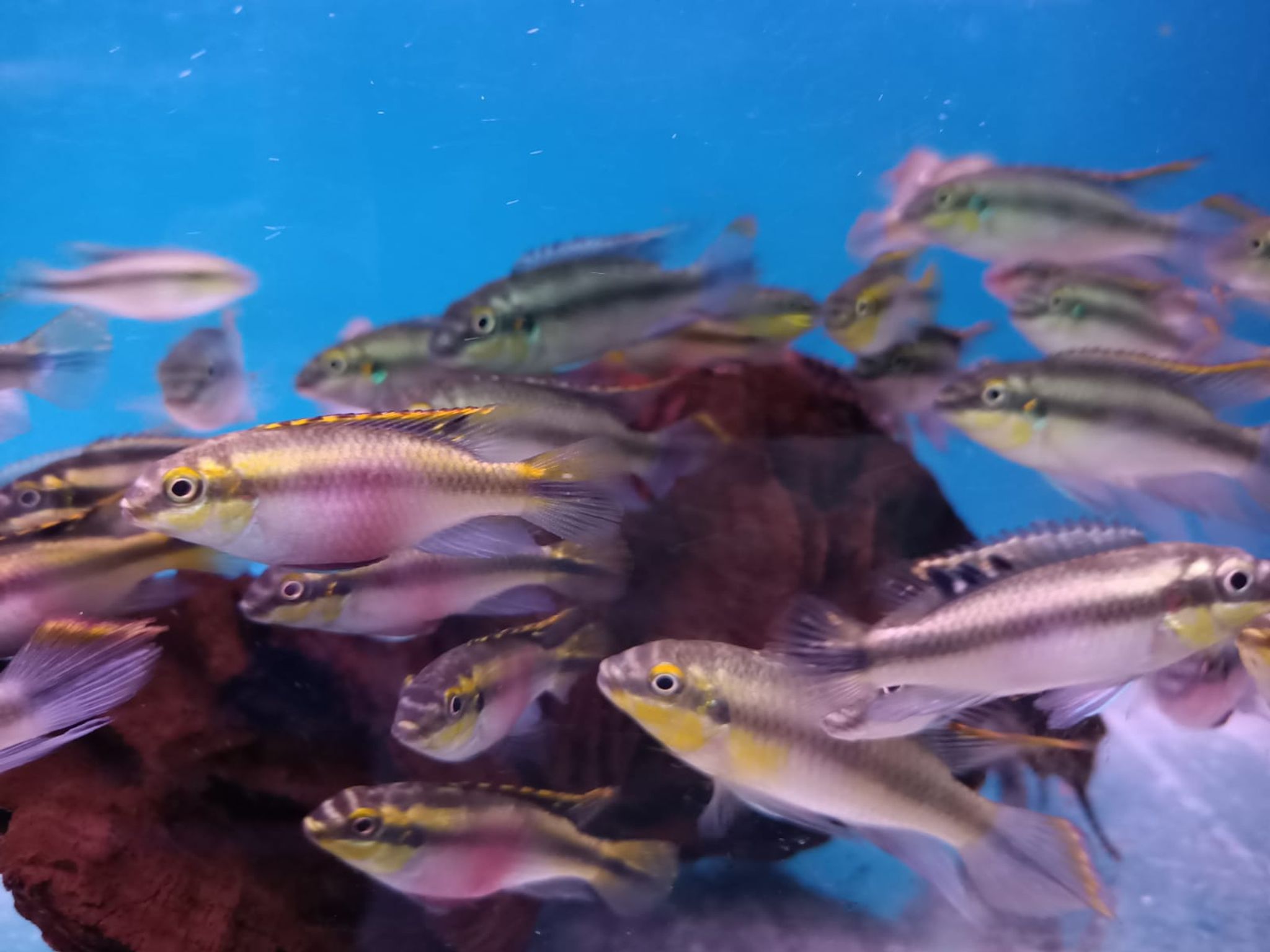 Dwarf Rainbow Cichlid (CC-0383 )