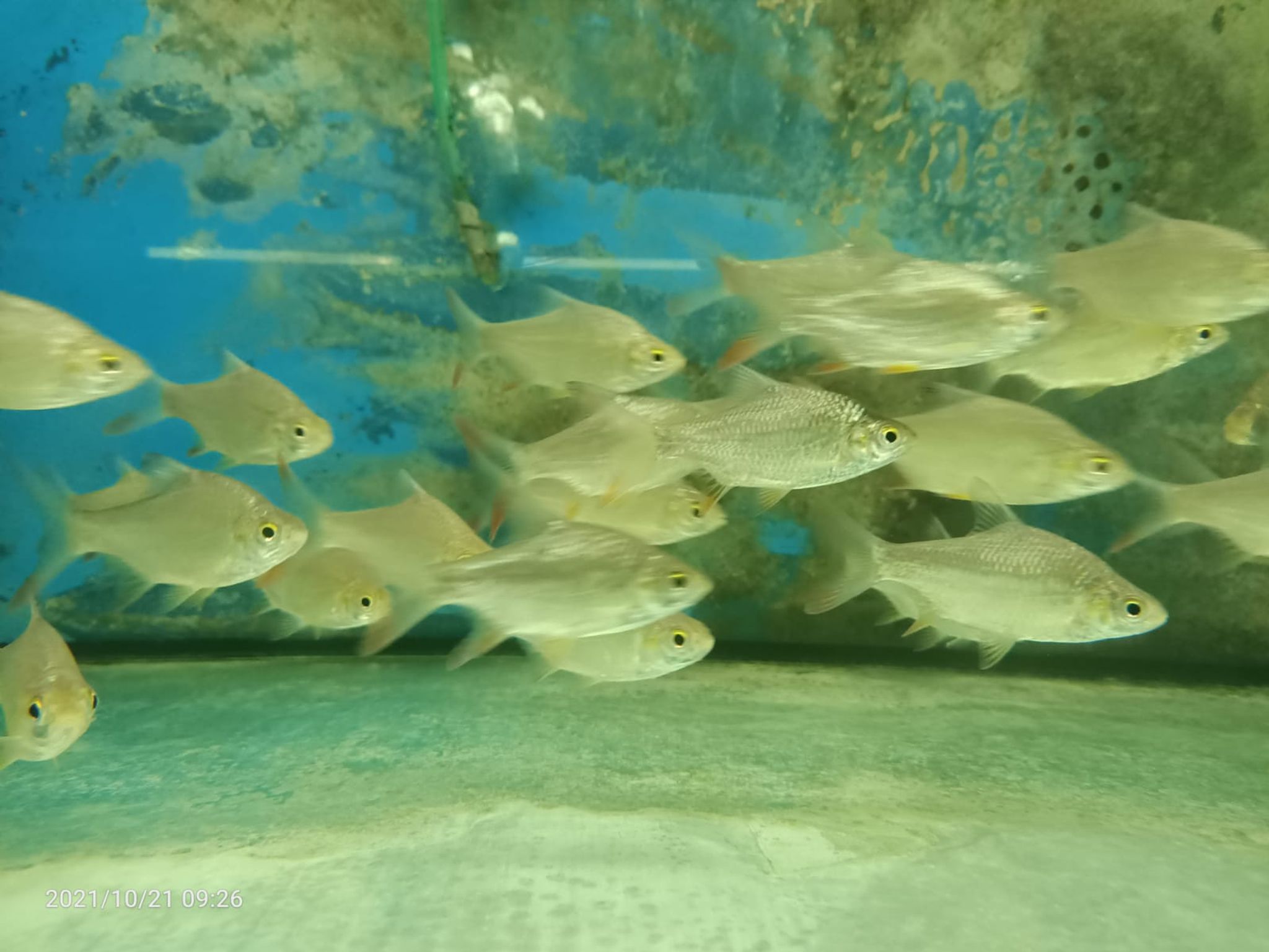 Red Tail Tinfoil Barb ( BB-0671 )