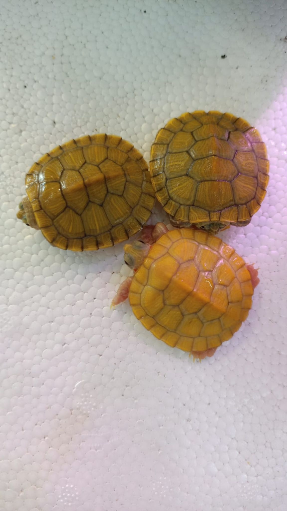 Hypo Red Eared Slider Turtles ( OO-7358 )