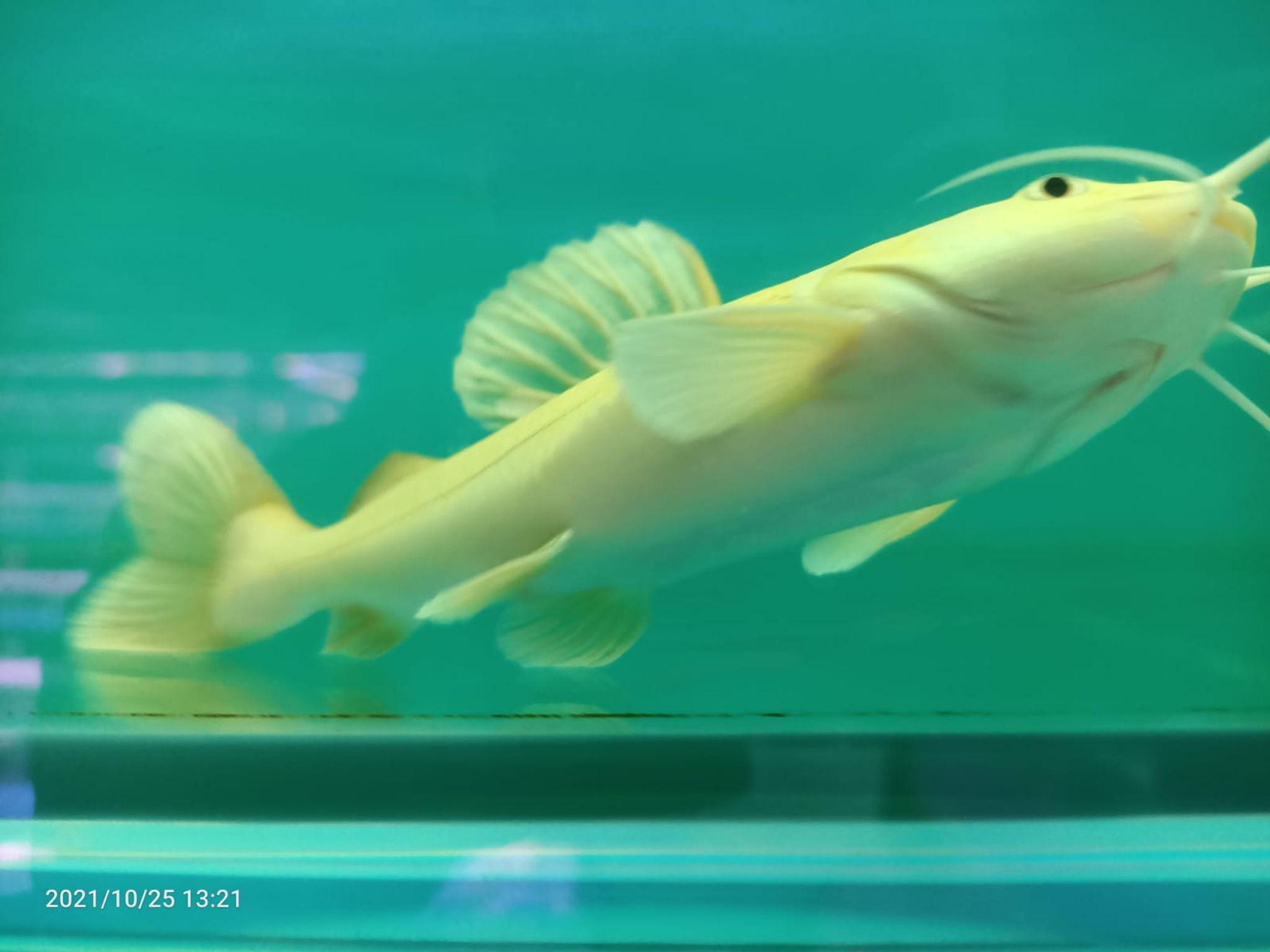 Platinum Red Tail Cat Fish