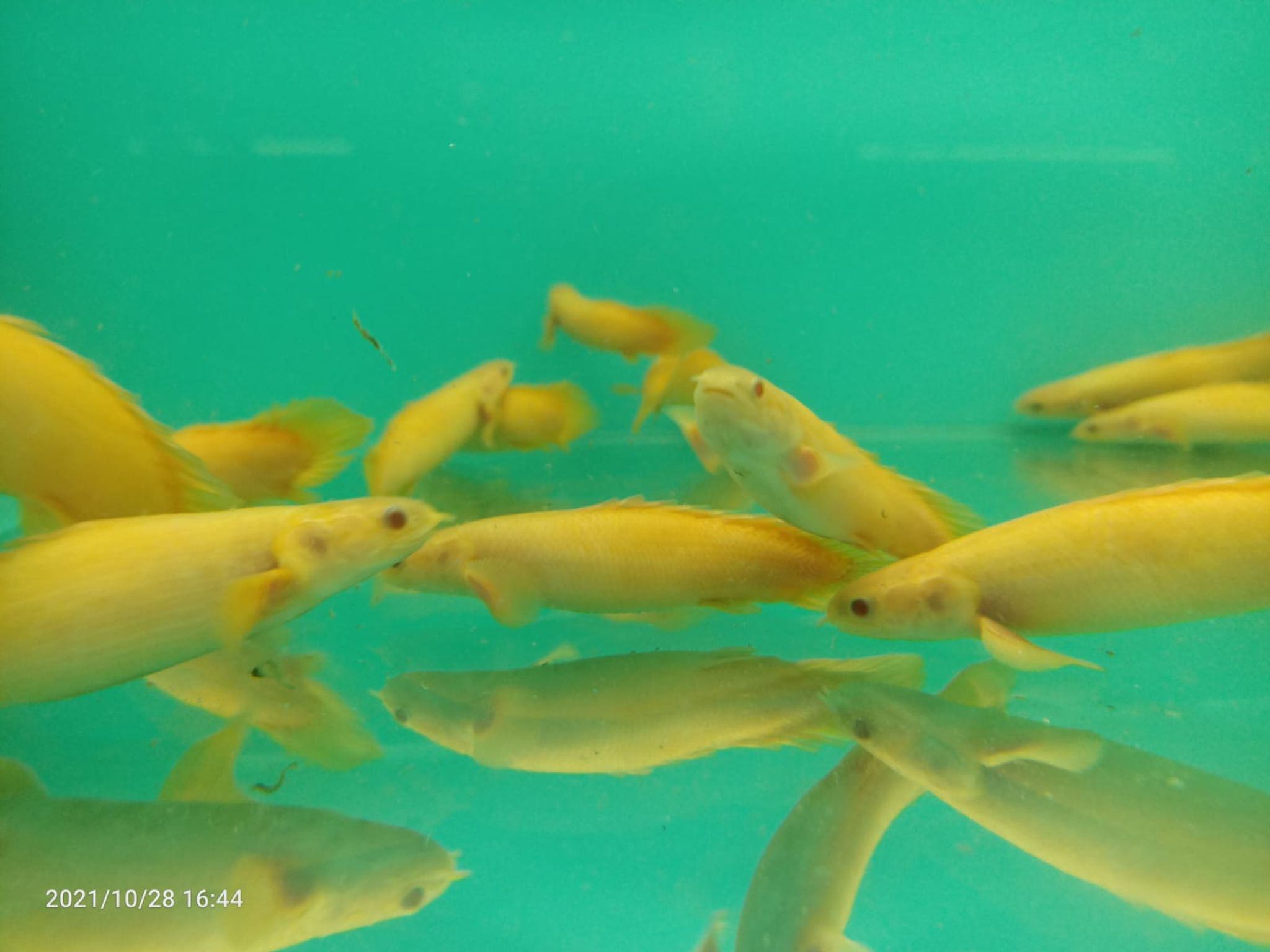 Polypterus Senegalus Albino Short Body ( SF-2630 )