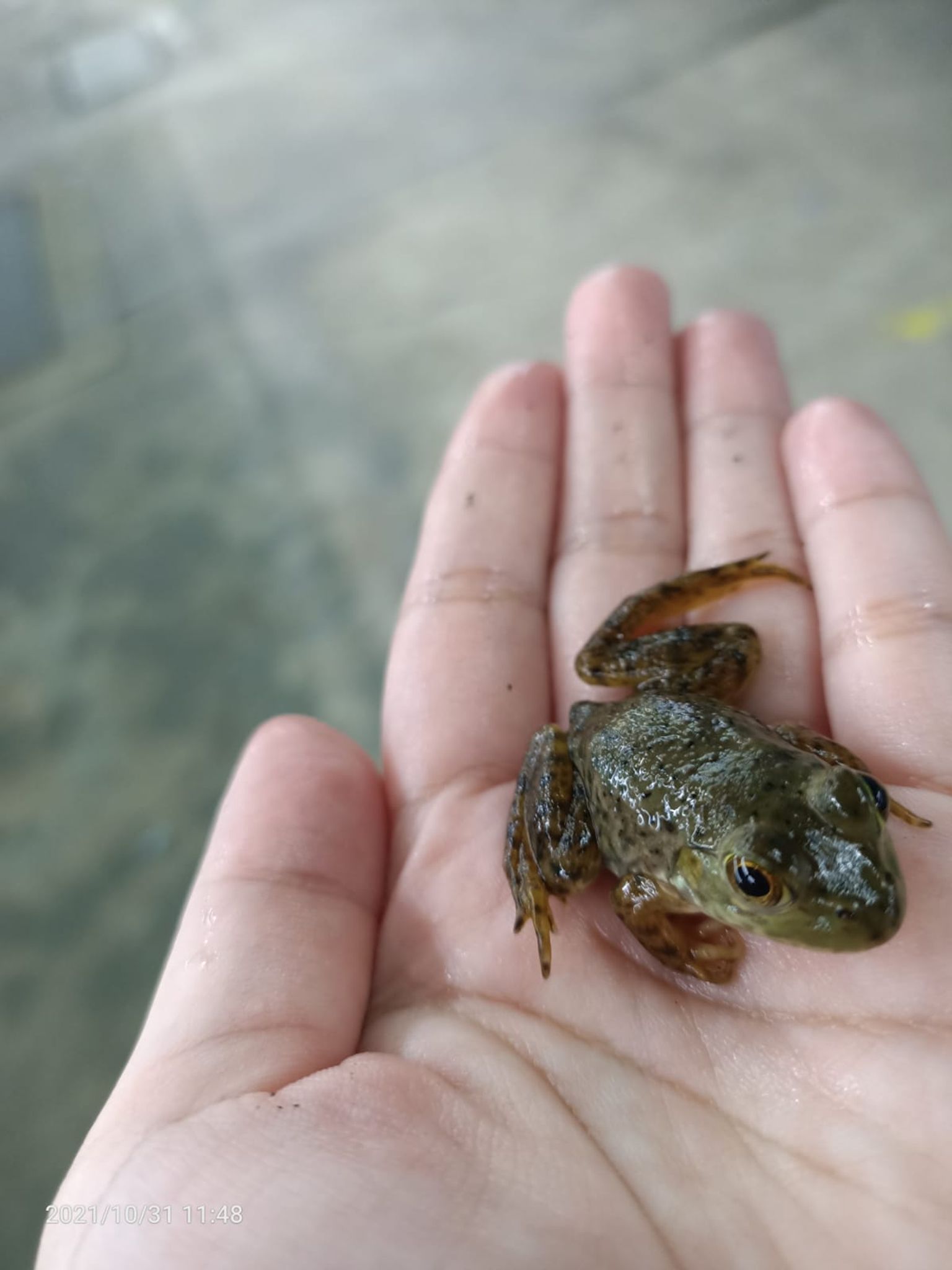 Frog ( FF-0060 )