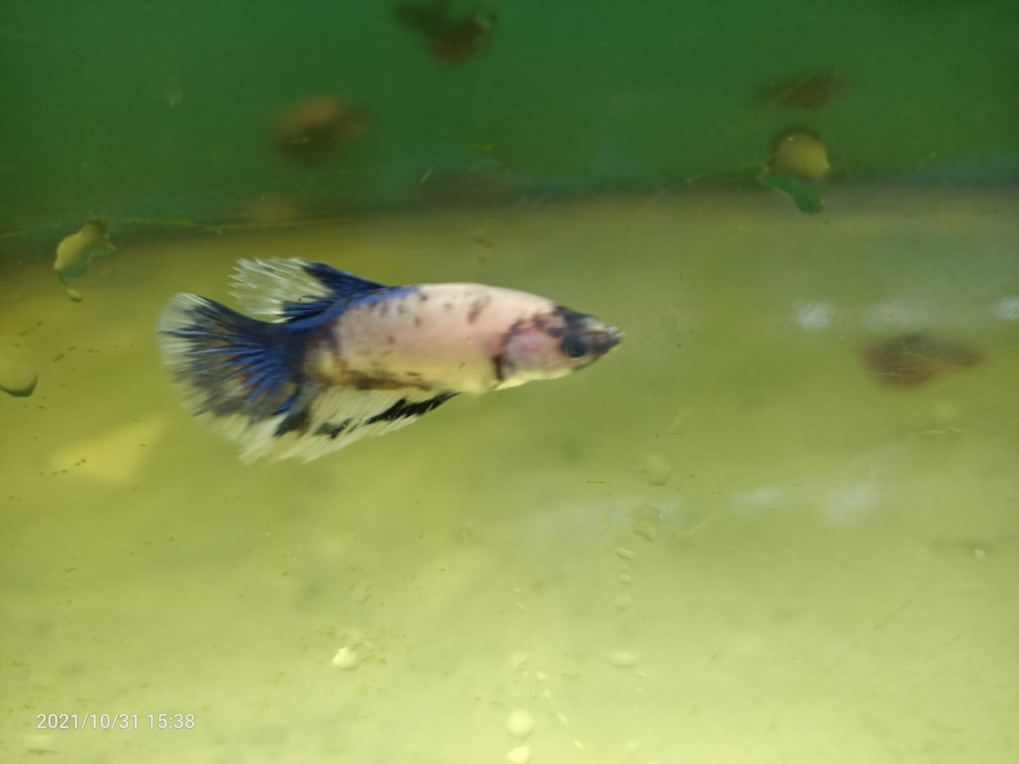 Assorted Female Betta ( BT-0203 )