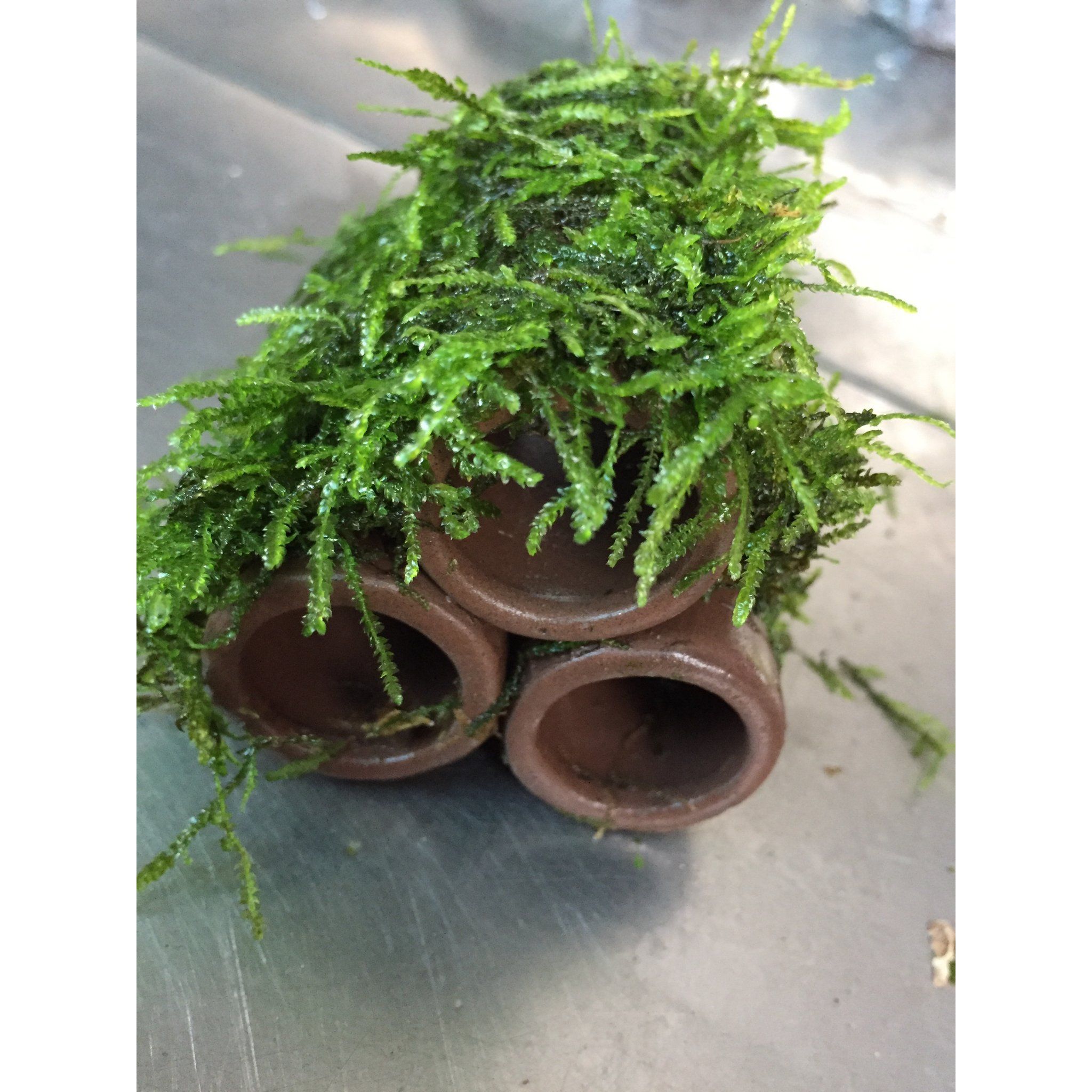 Moss on Ceramic (3 holes)