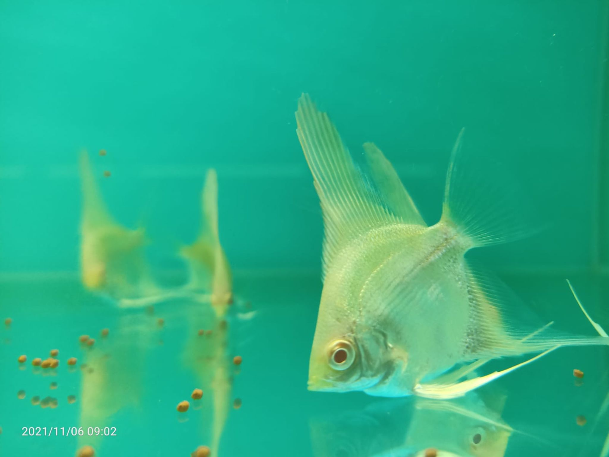 Albino Red Eye Angel (AA-0887 )