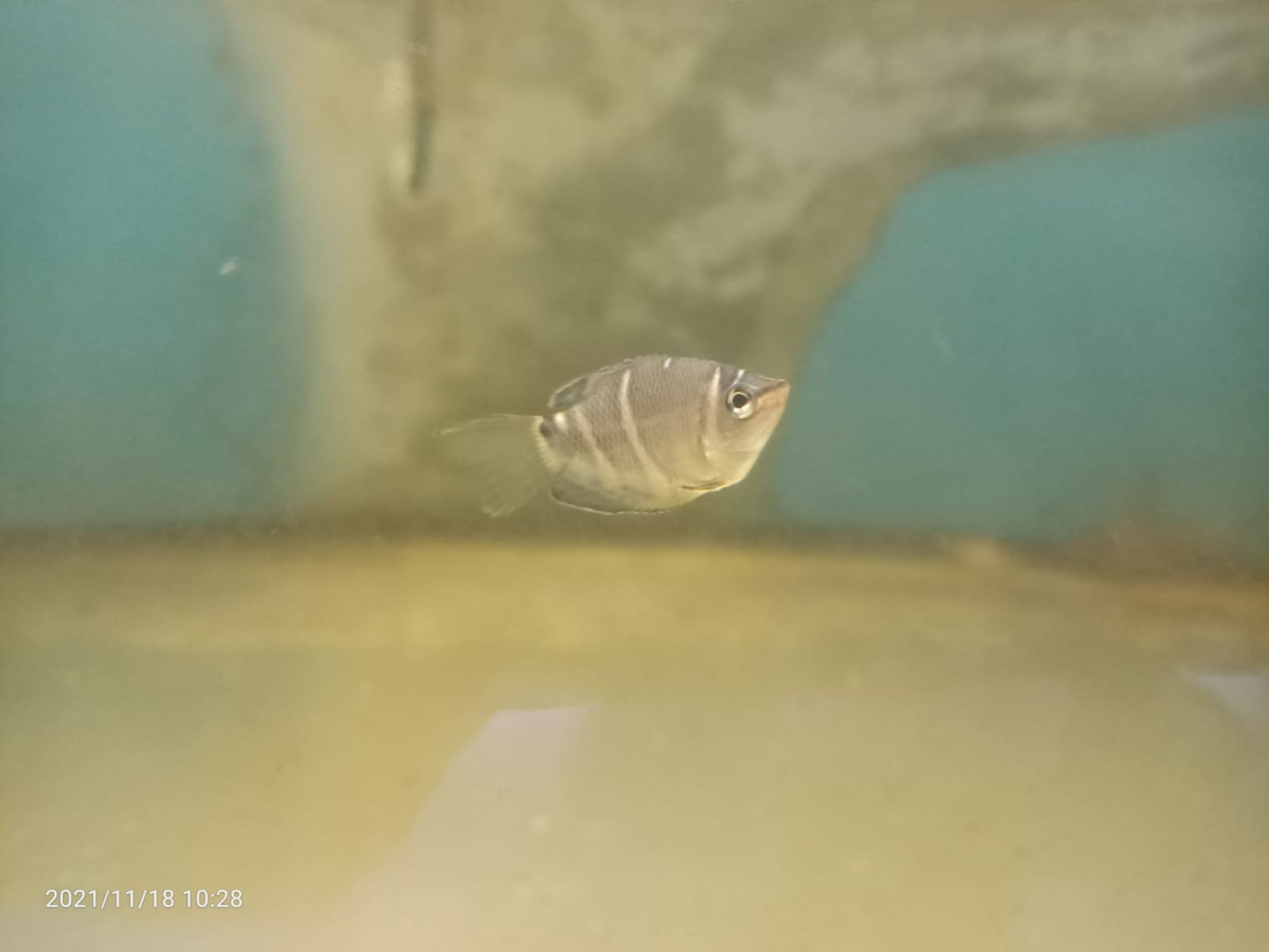 Chocolate Gourami ( GR-0172 )
