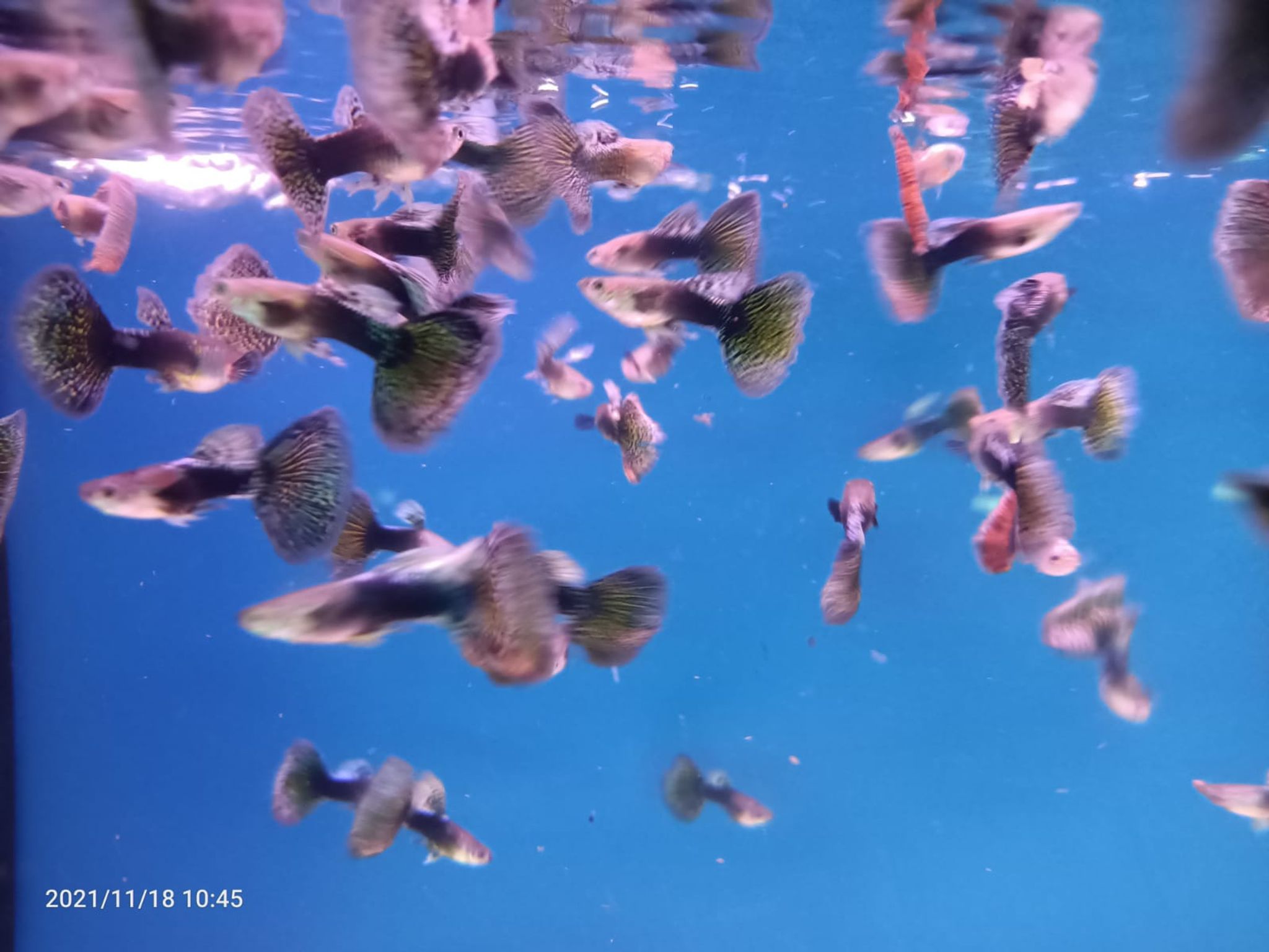 Assorted Guppy Male { Special } ( GP-0003 )