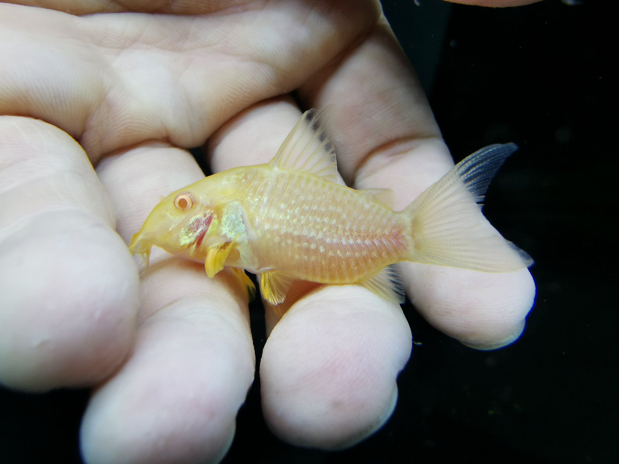Corydoras Albino Sterbai 3cm