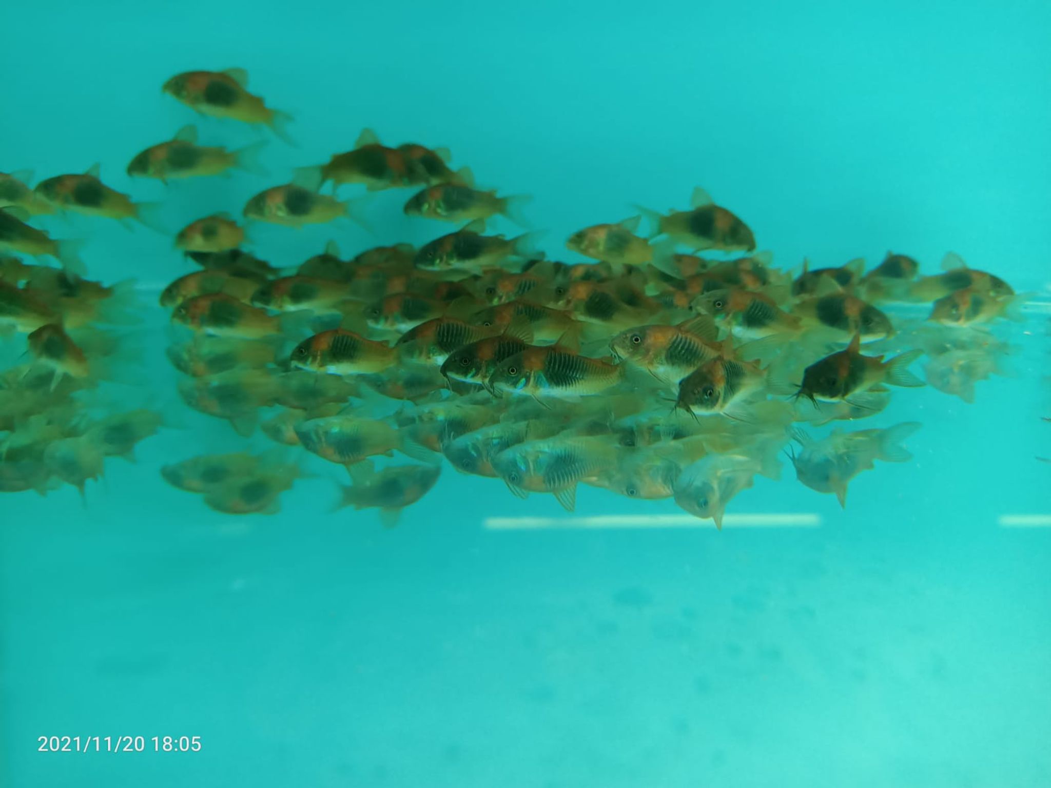 CORYDORAS SP.AFF.ANEUS VENEZU (SF-3950 )