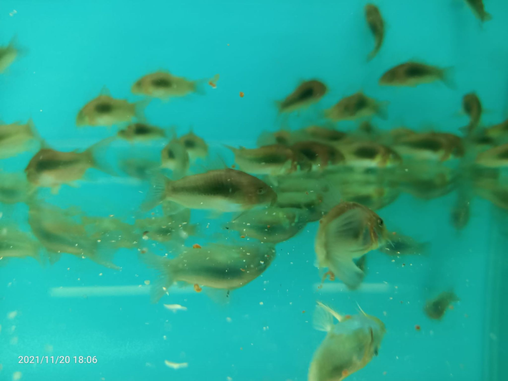 BLUE CORYDORAS ( CB-0202 )