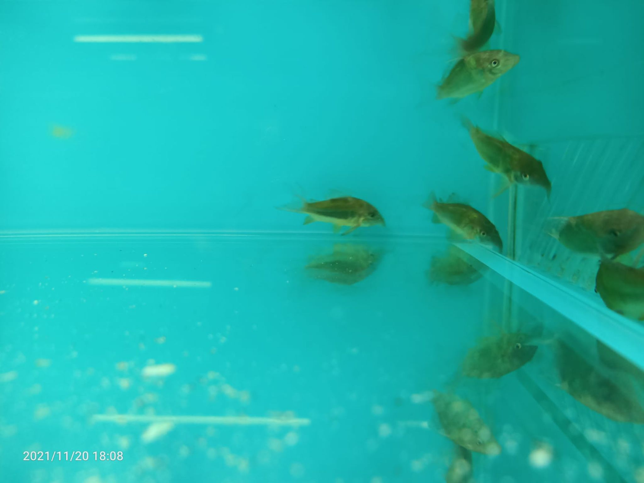 GREEN CORYDORAS ( CB-0272 )