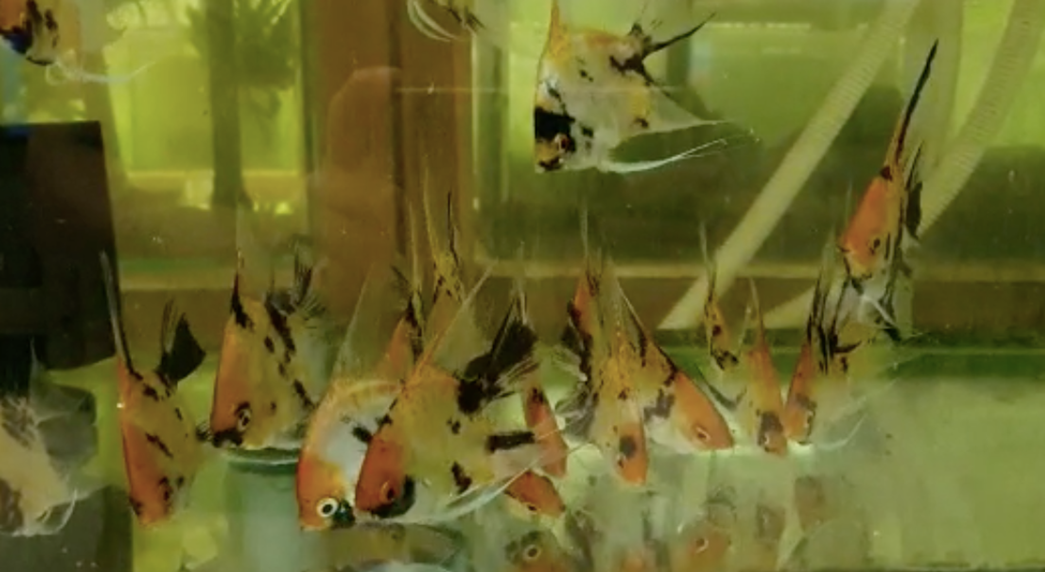 Red Devil Angelfish