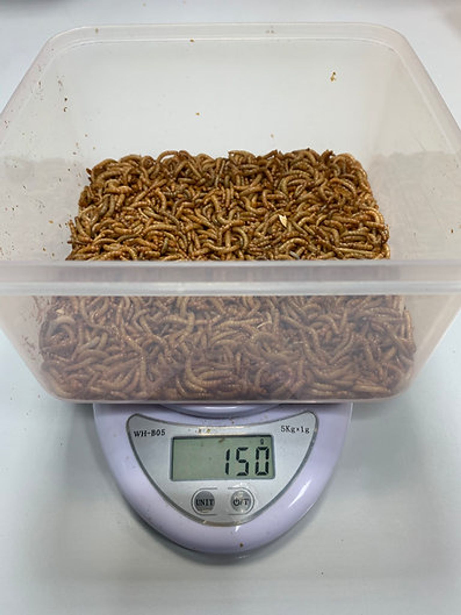 Calcium+ Mealworms
