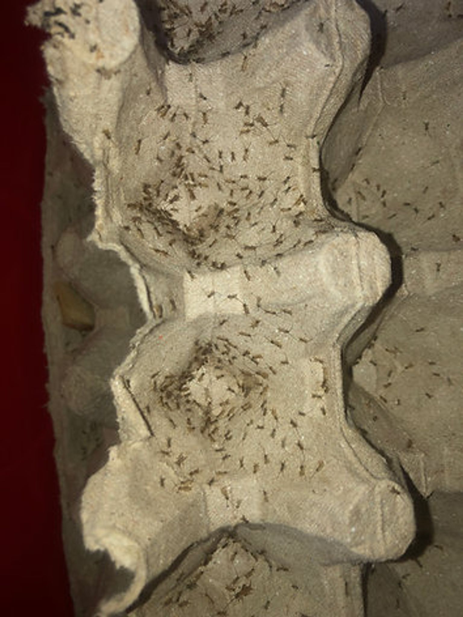 Pinhead Crickets