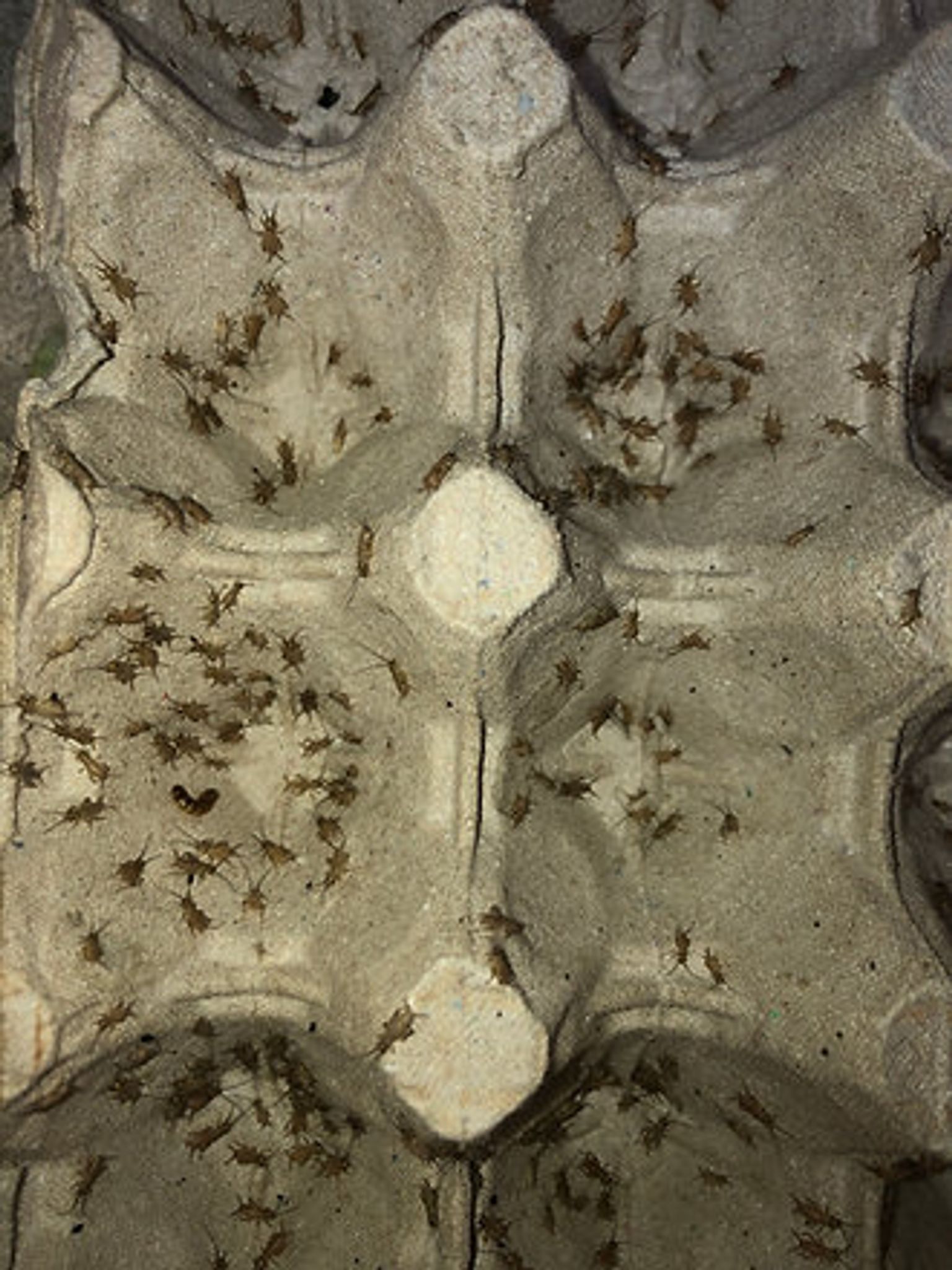 Week-old Crickets
