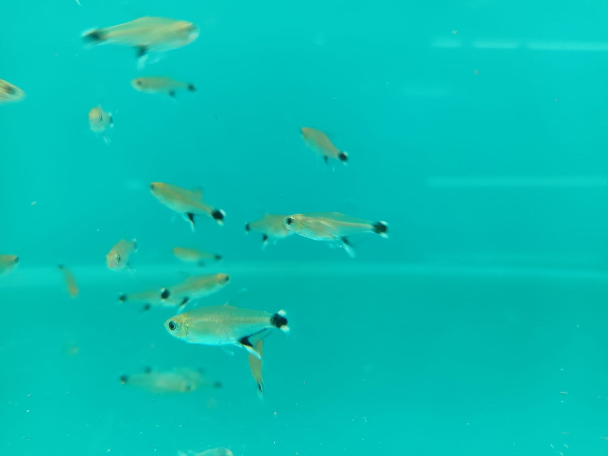 White Spot Tetra