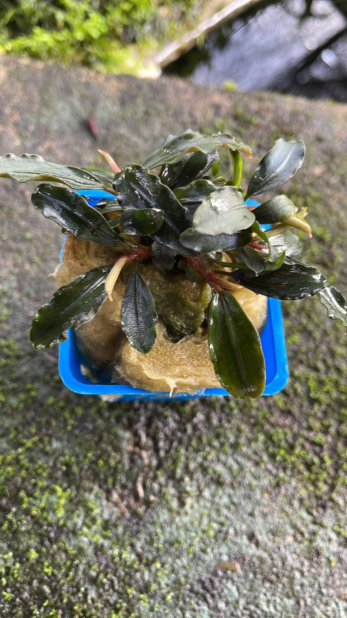 Bucephalandra (Brownie Ghost)