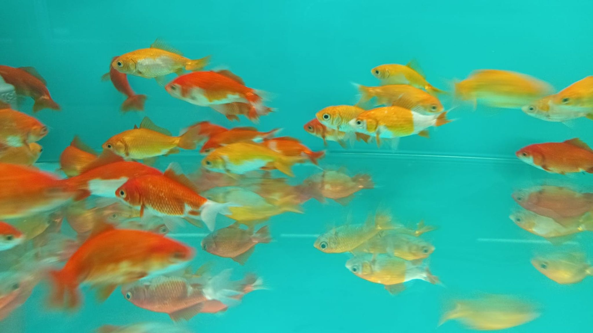 GG 4062 HOE KIM Goldfish $5 5-7CM