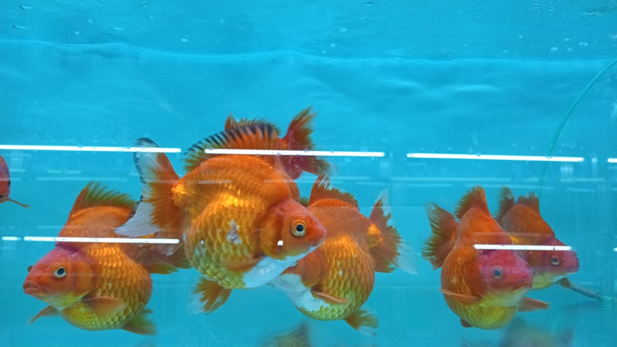 Red and White Ryukin Goldfish (Short tail) GG 2007