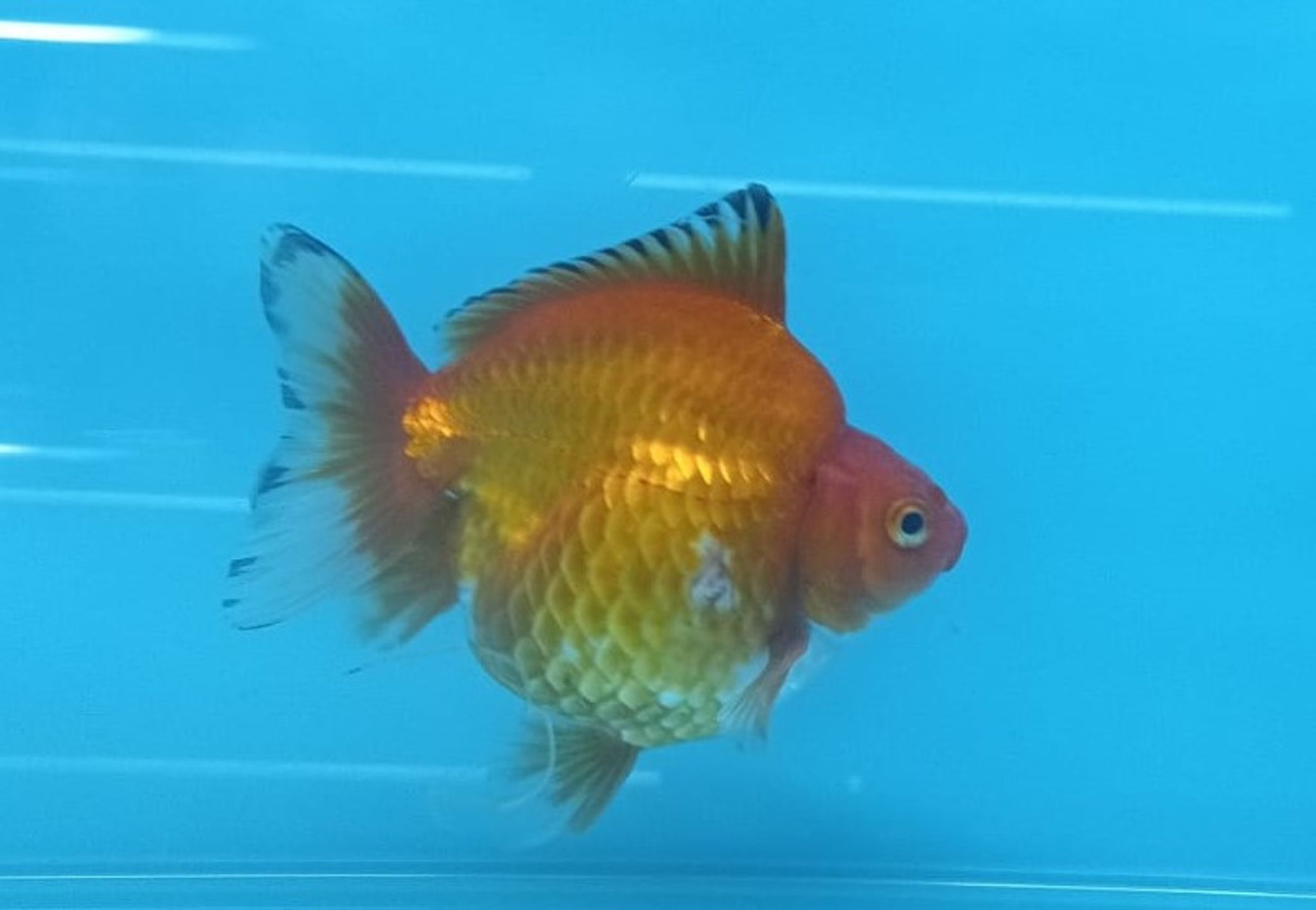 Red and White Ryukin Goldfish (Short tail) GG 2007