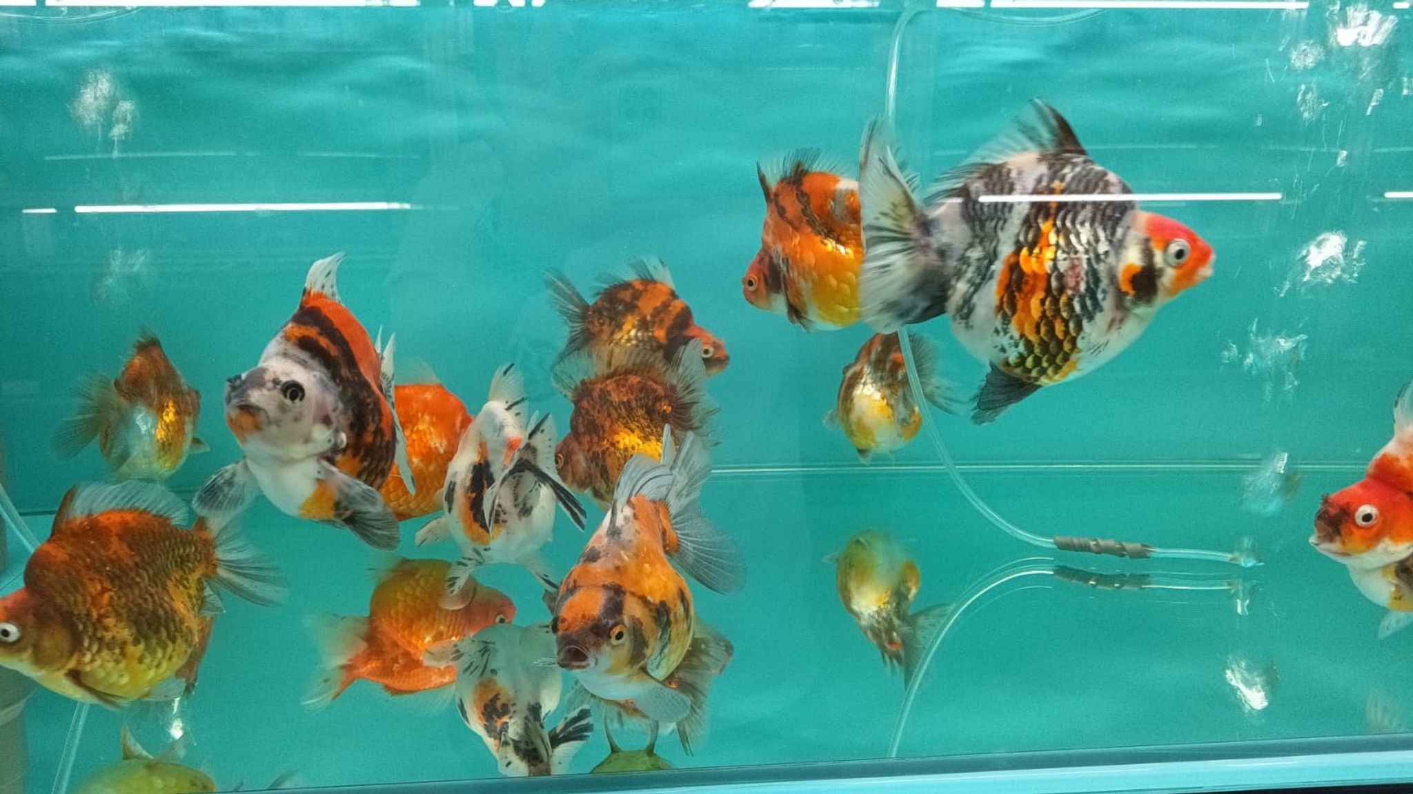 Calico Short Tail Ryukin Goldfish GG-2047