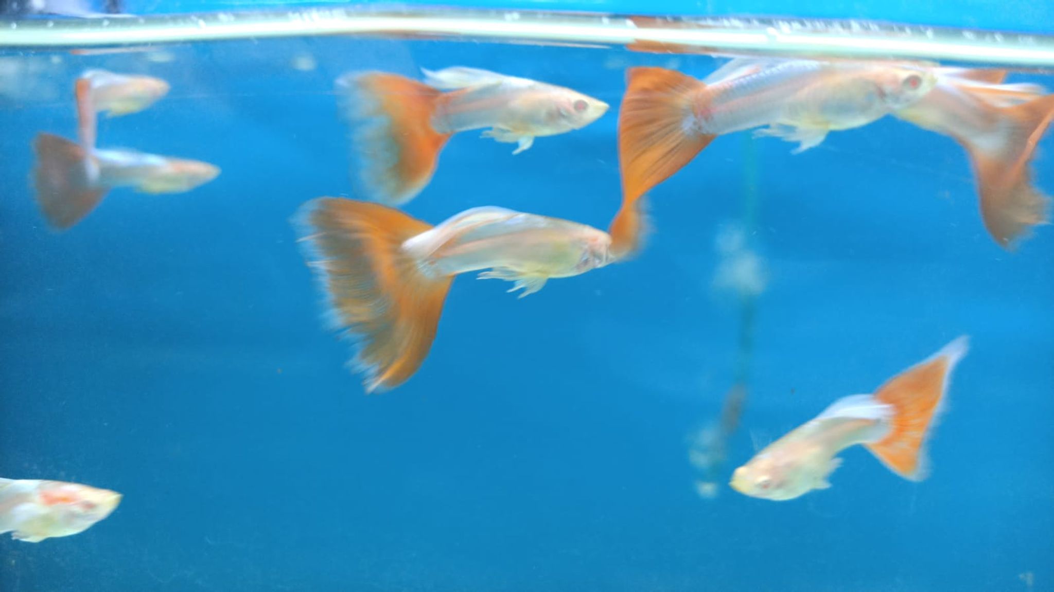 Big Pink Guppy - GP5103