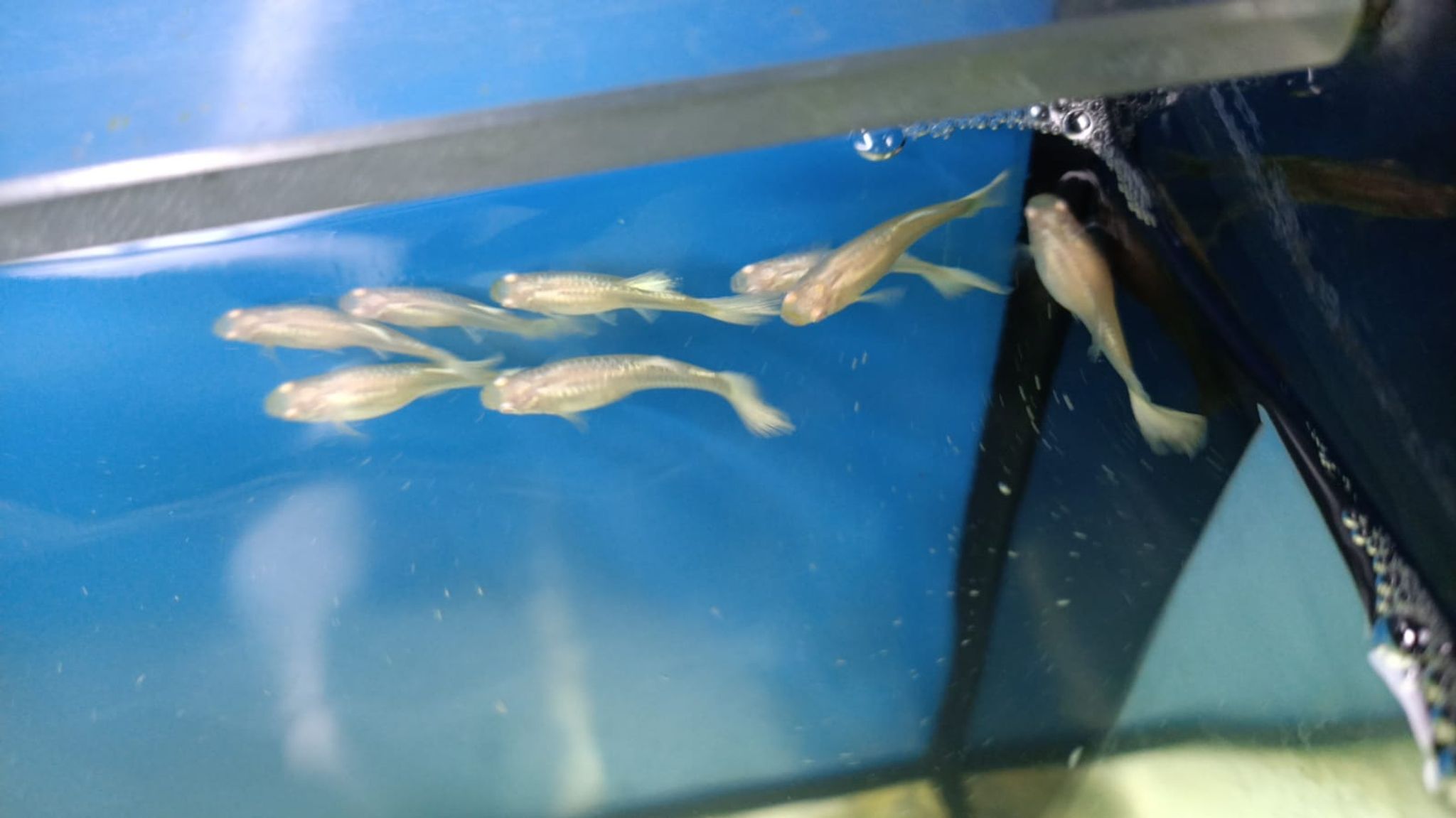Albino Platinum Guppy