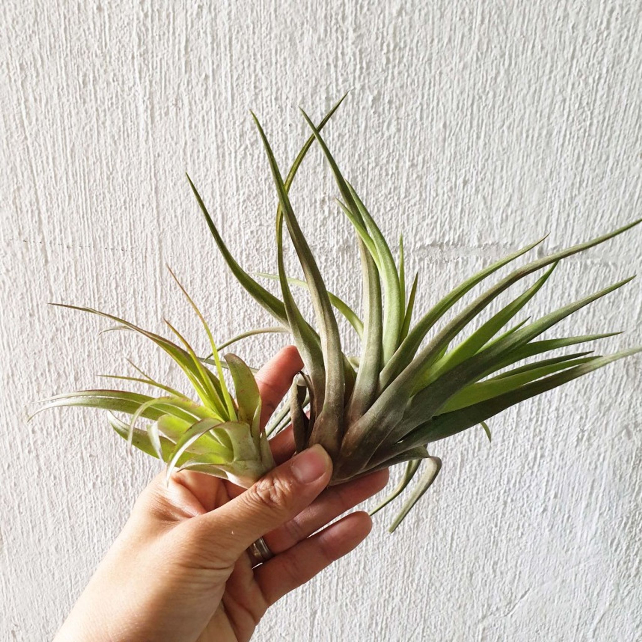 Tillandsia brachycaulos Multiflora