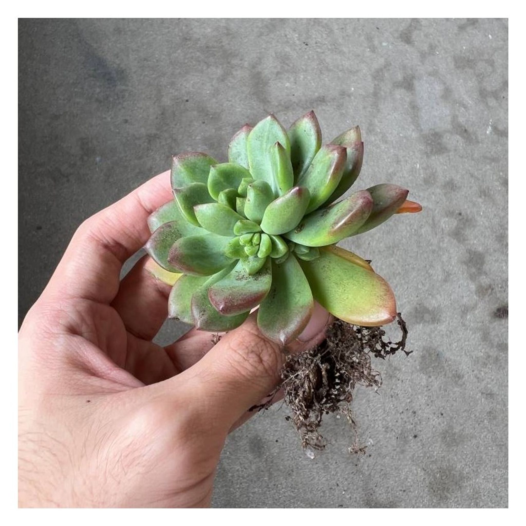 Assorted Bareroot Succulents