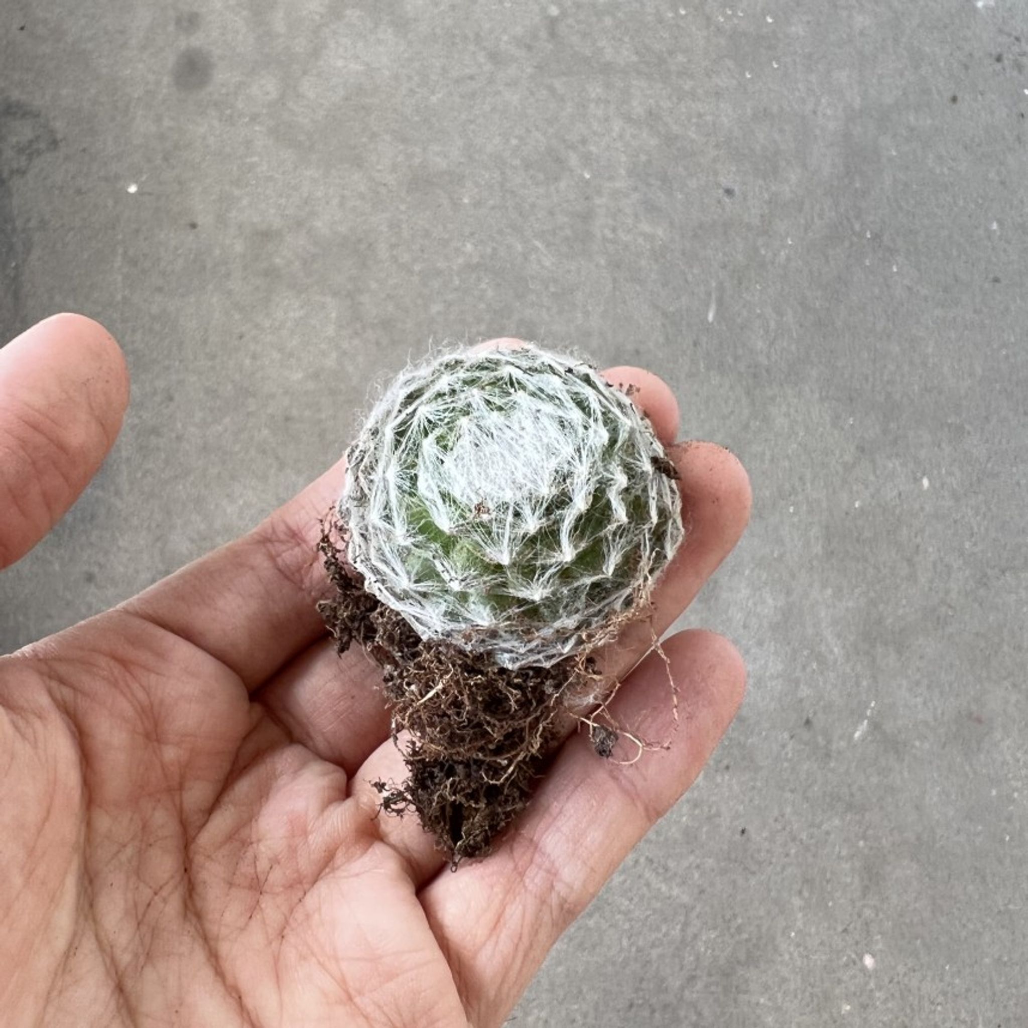 Assorted Succulents (3 random pieces)