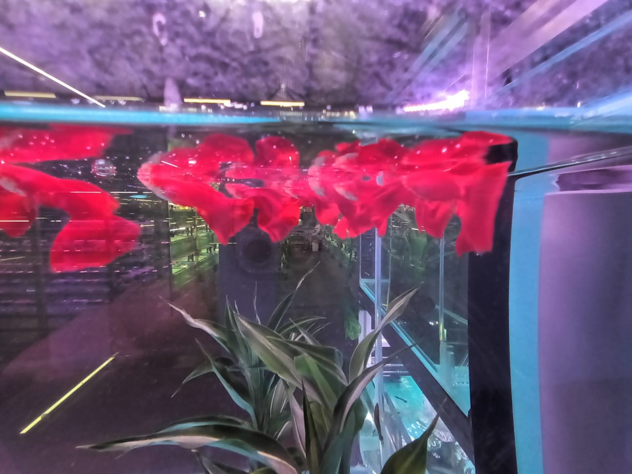 Full Red Guppy ( GP-5103 ）