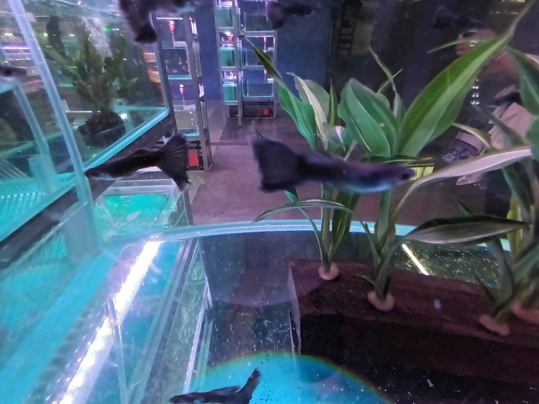 Black Guppy ( GP-5103 )