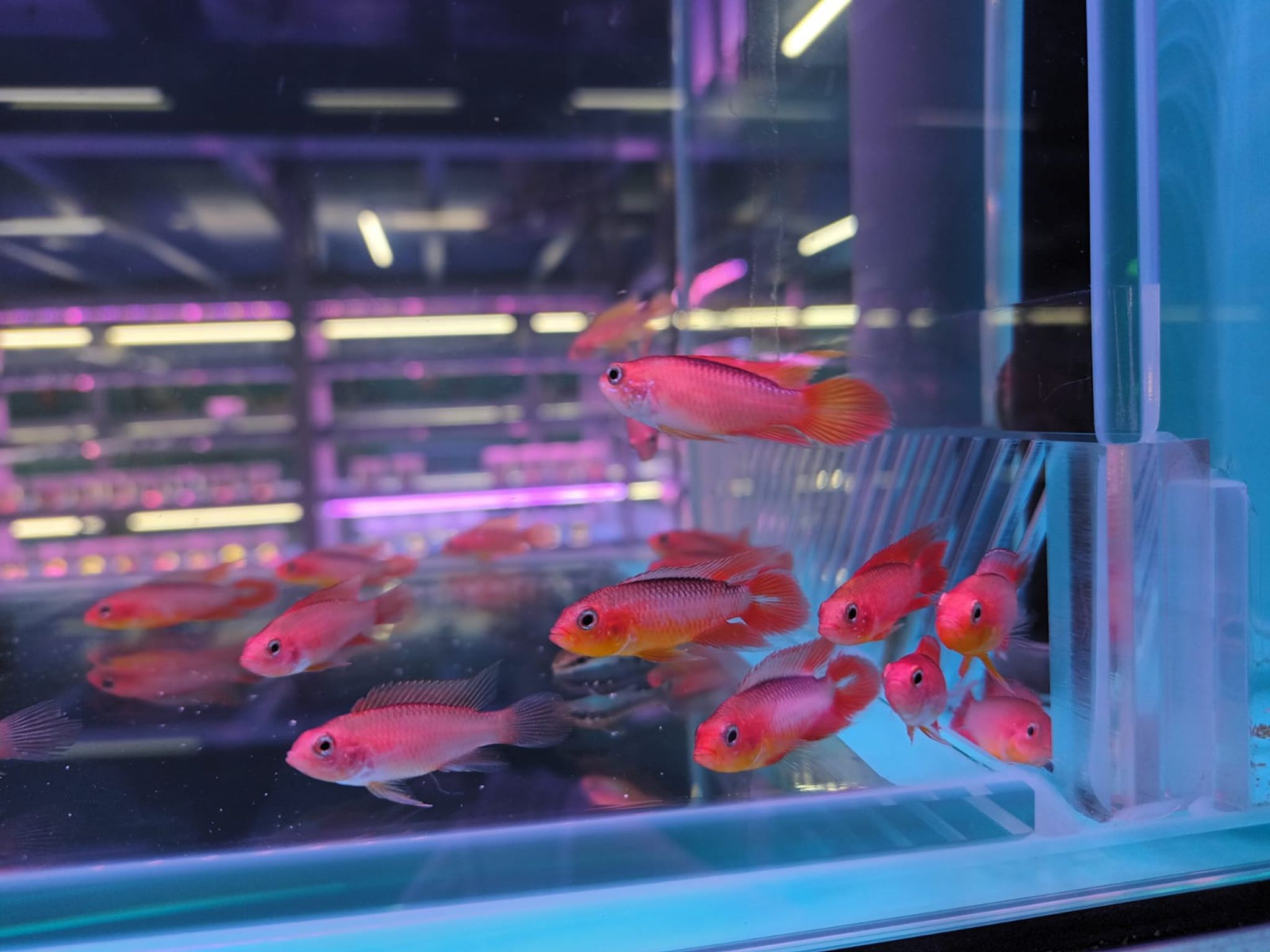 Apisto Agassizi Var Gold " Fire Red " ( CC-6591 )