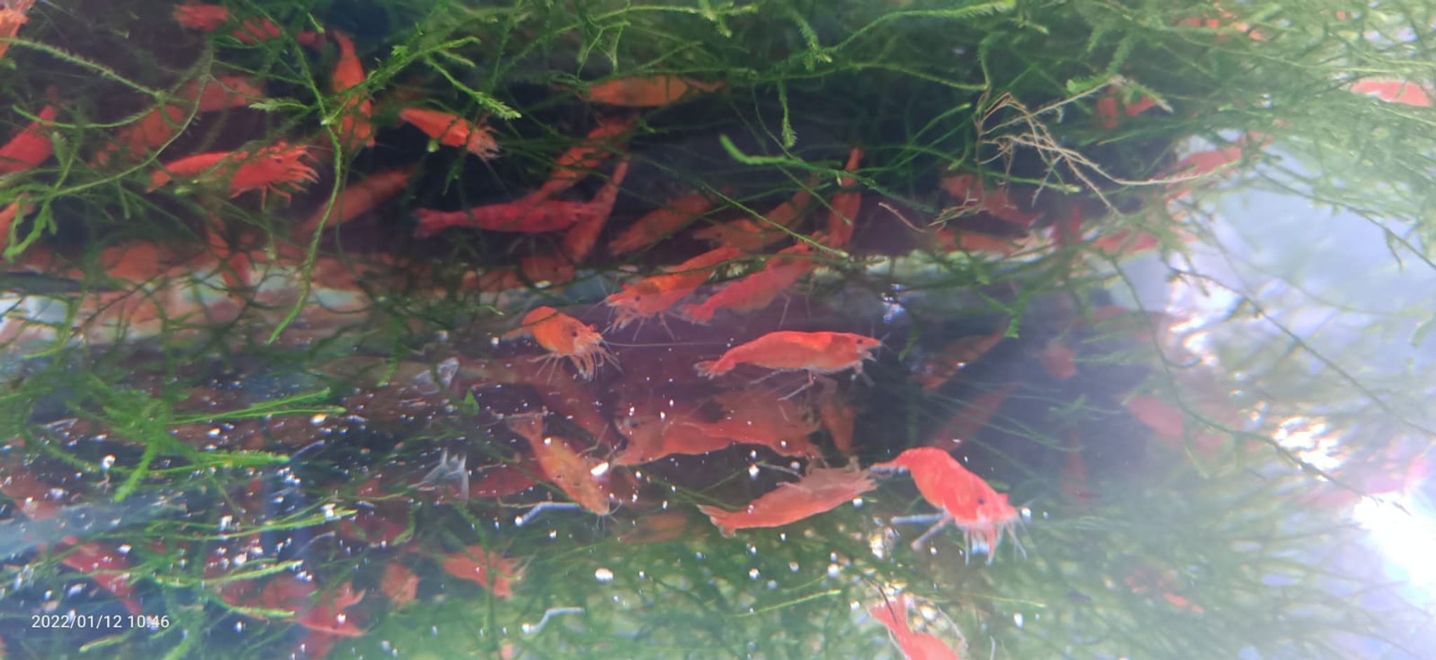 Orange Cherry Shrimp ( OO-5270 )
