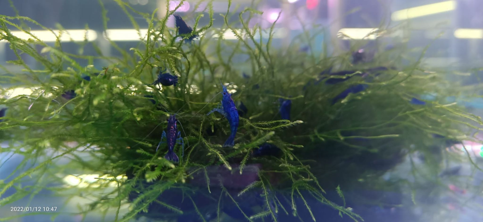Super Blue Shrimp ( OO-5770 ）