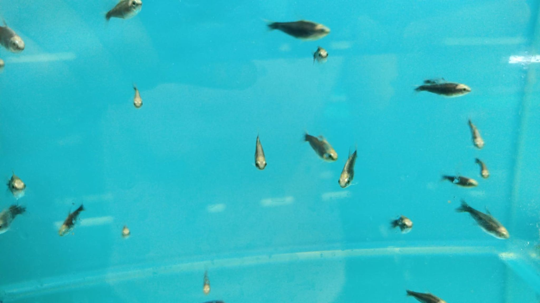 Black Emperor Tetra Nematobrycon palmeri black ( TT-0998 )