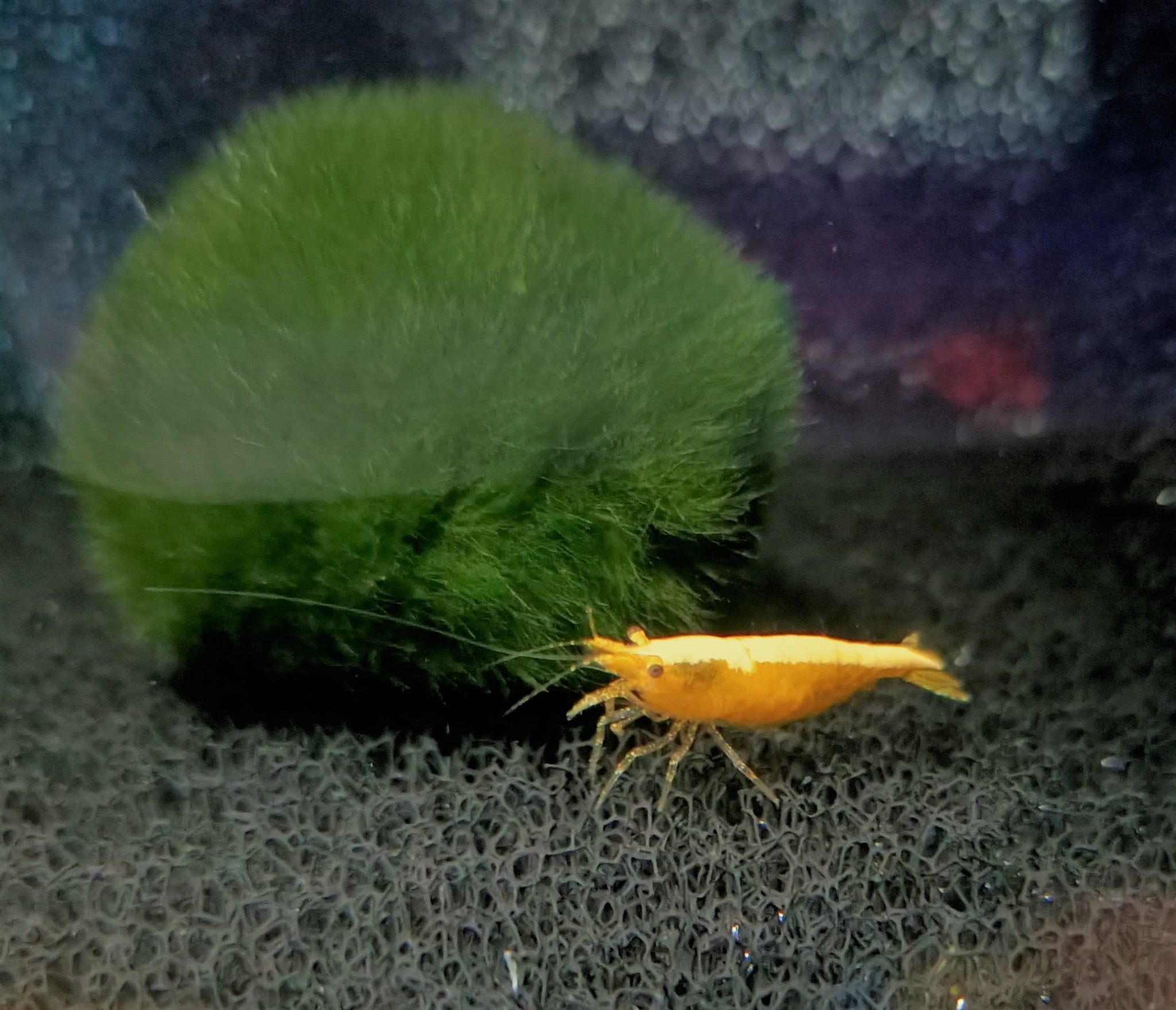 Golden back shrimp 1-1.5cm