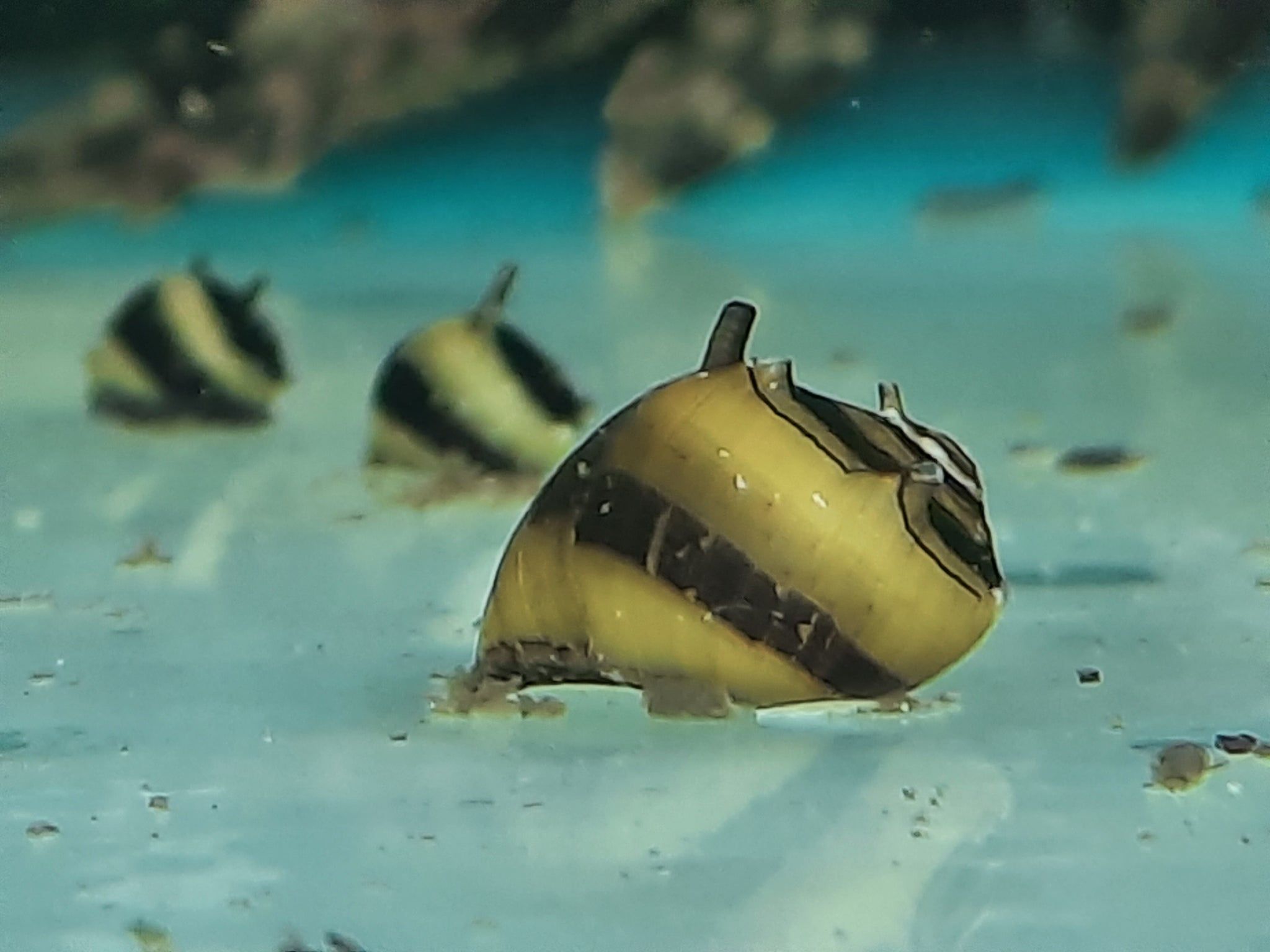 Bumblebee horned snail