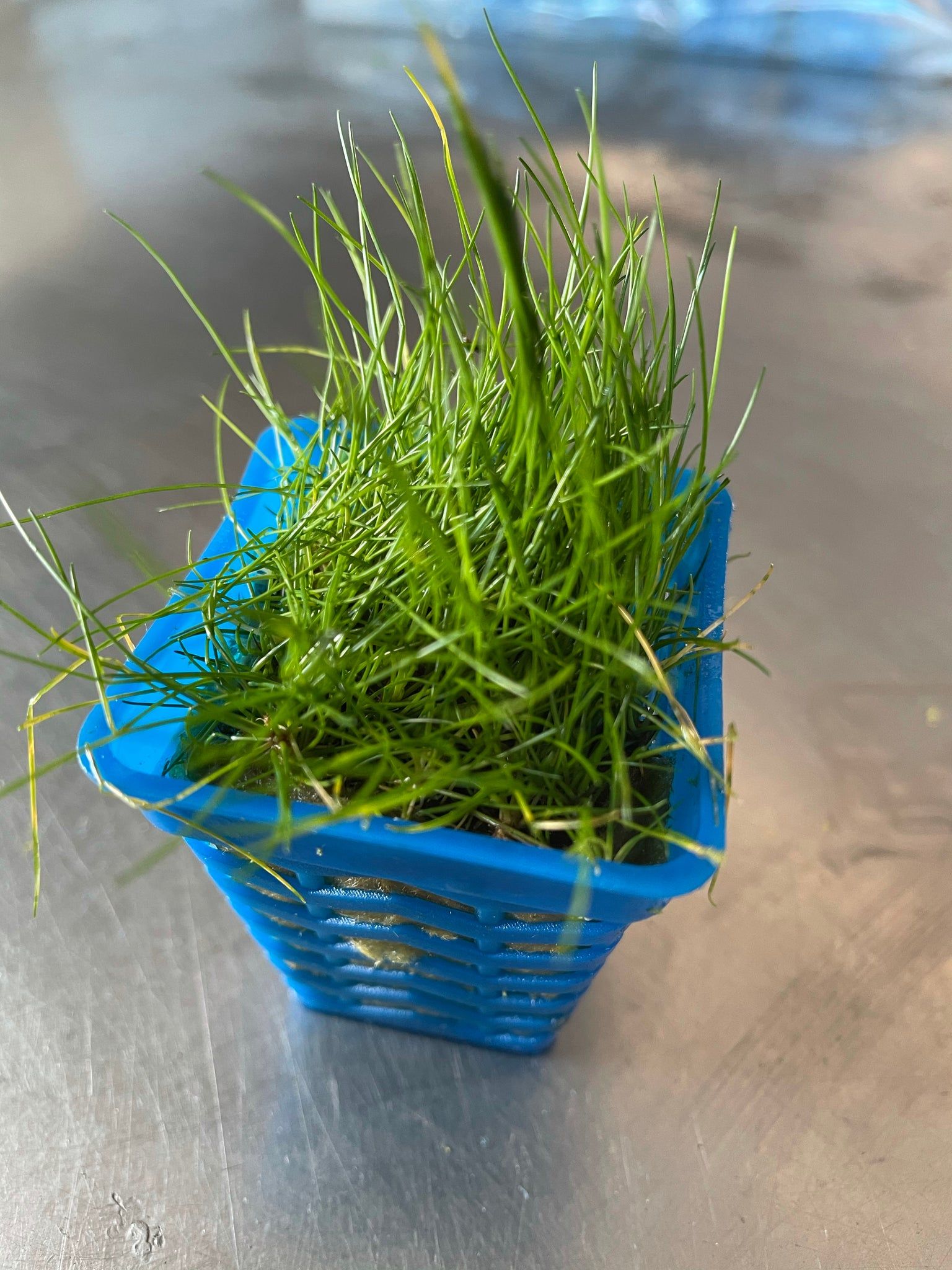Eleocharis acicularis (Mini hair grass) in pots