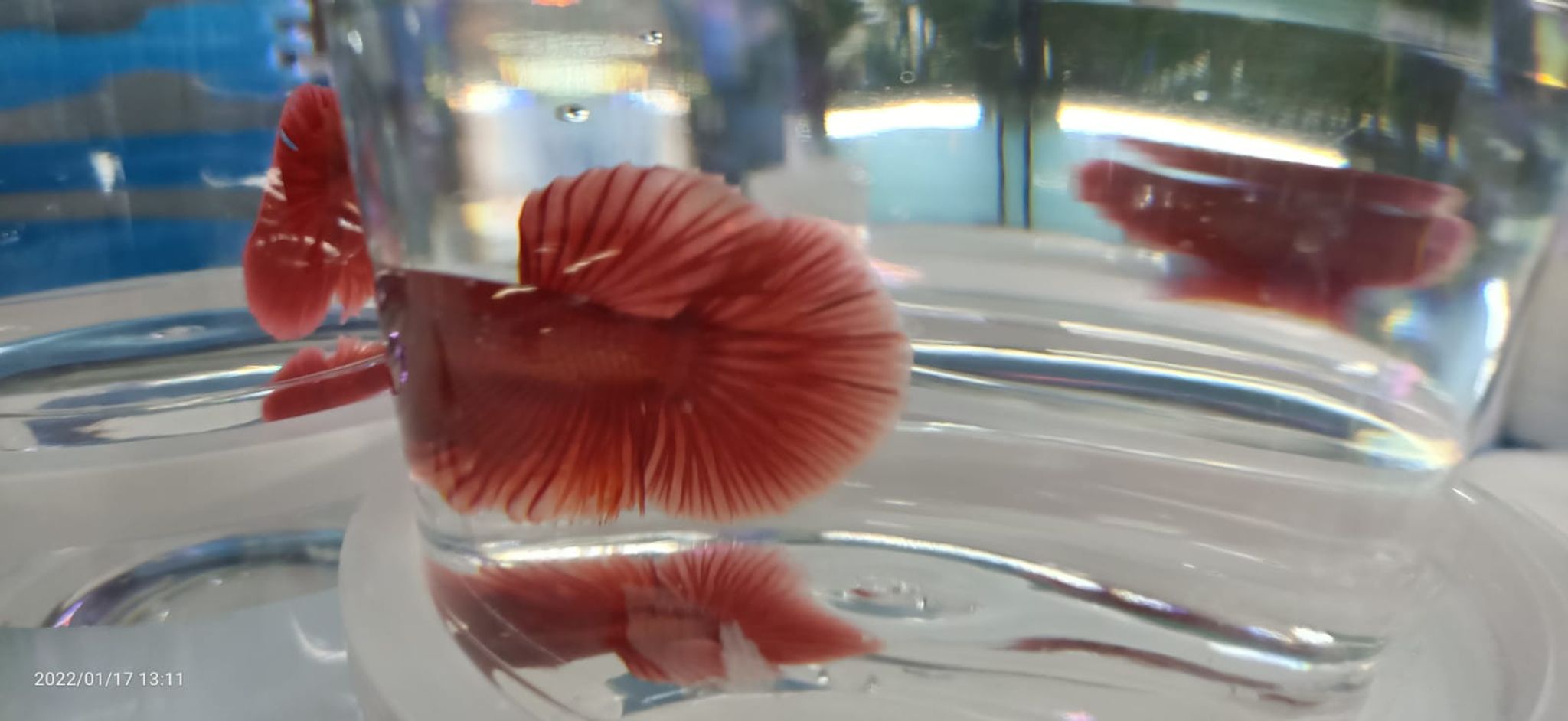 Red half-moon Betta ( BT-0874 )
