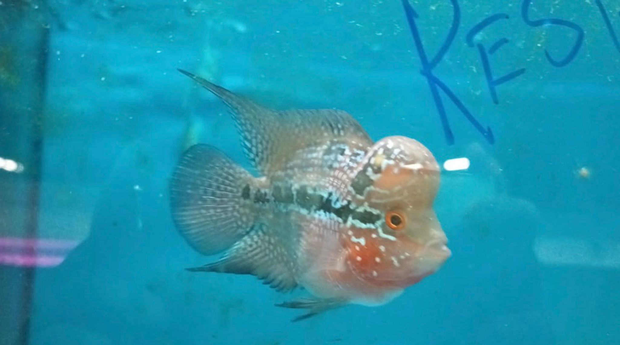 Short Body Flowerhorn (Luohan)