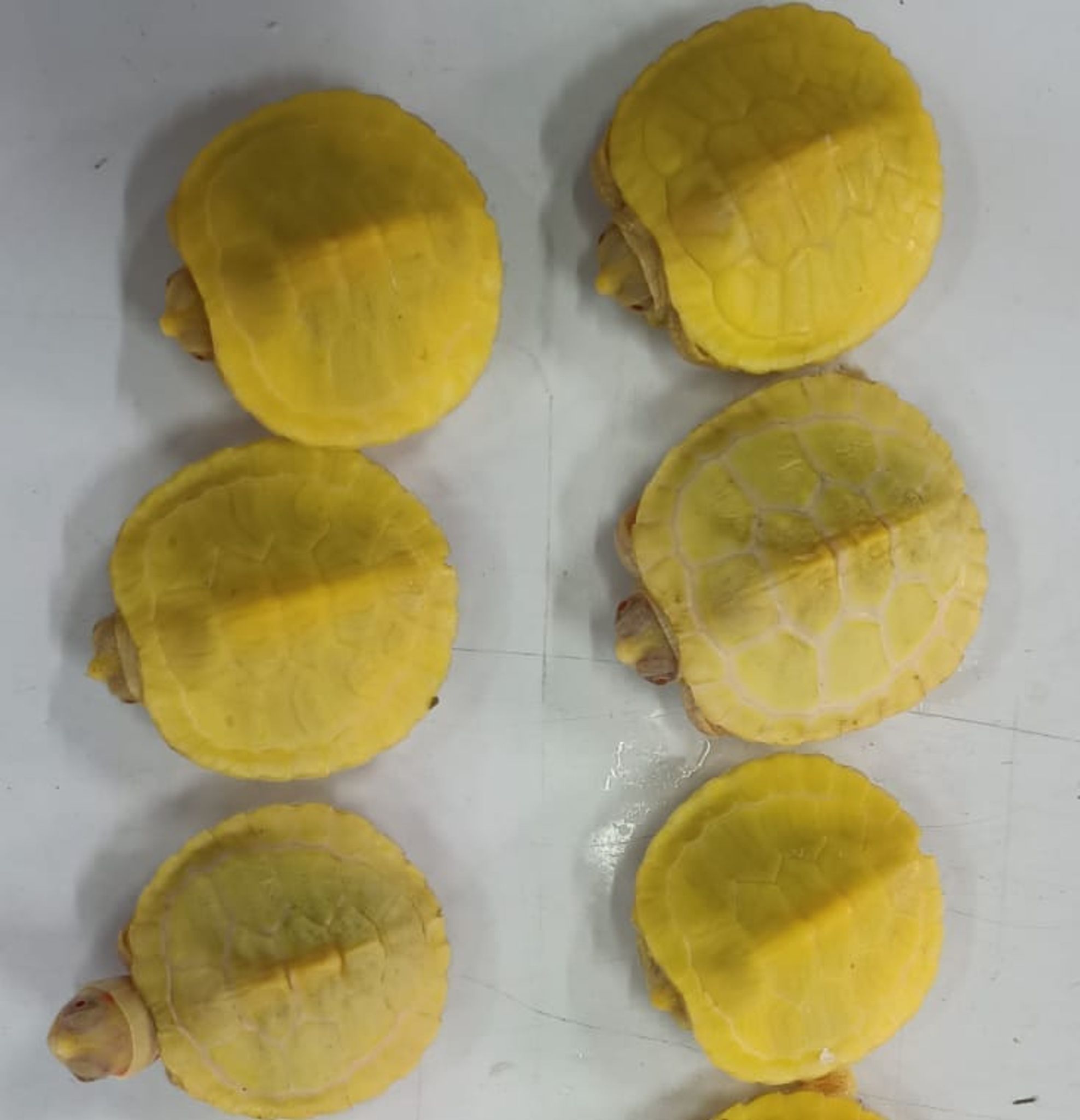 Albino Red Ear Slider Turtle (OO-7350)