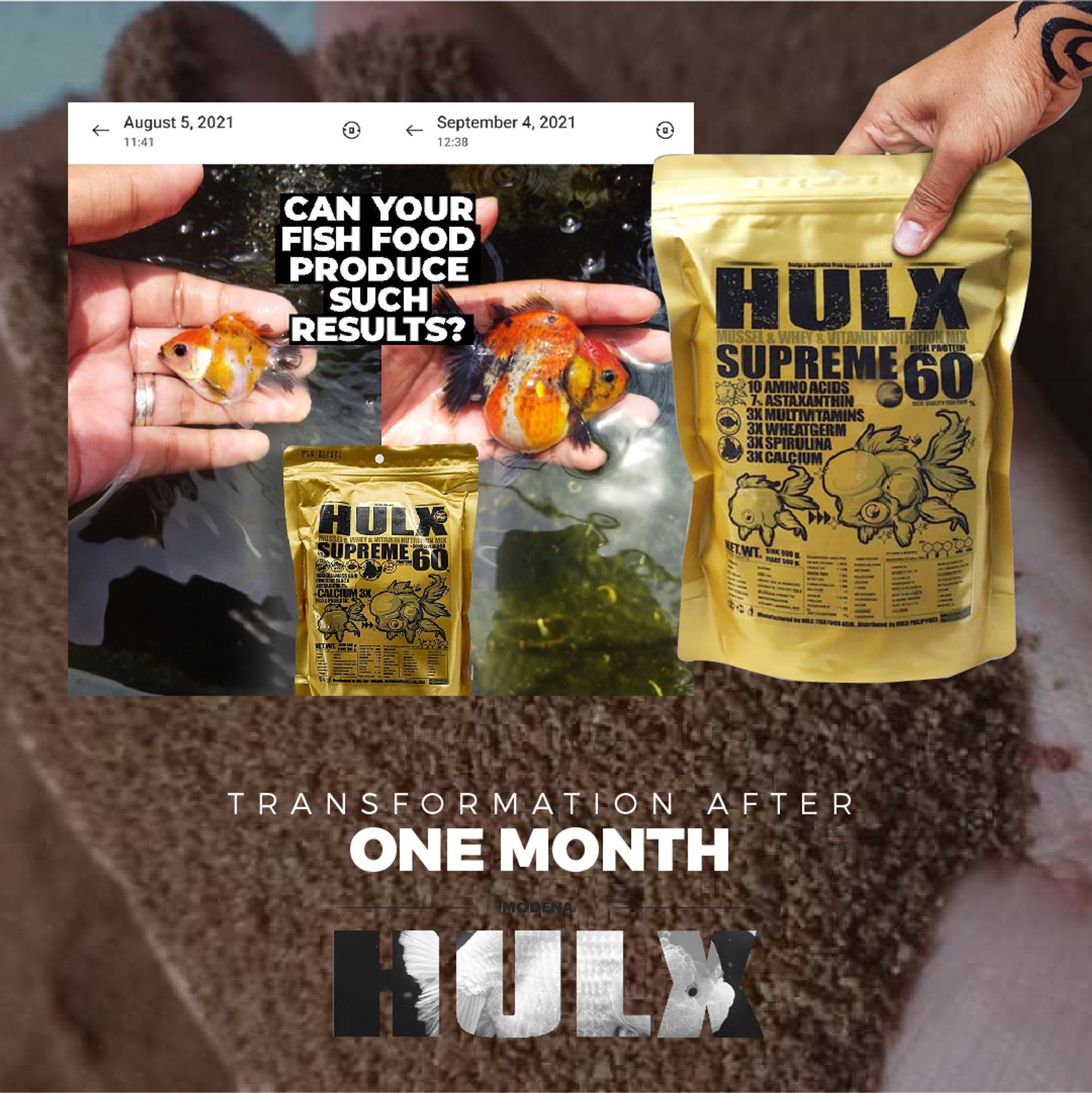 HULX GOLD Goldfish Food For Muscle & Mass Gain, Mussel & Whey & Vitamin Nutrition Mix + Conceive Block, Supreme 60